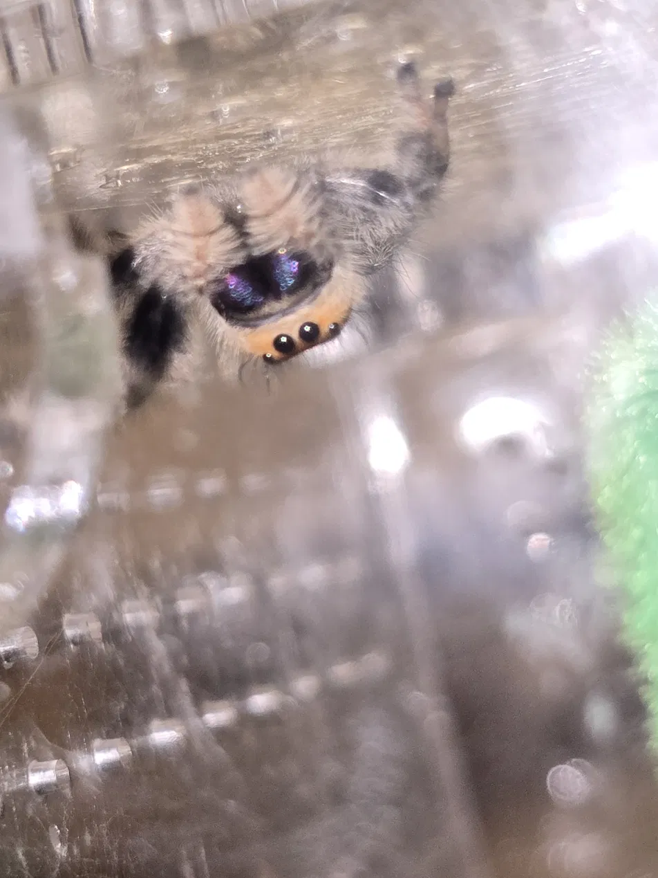 Close-up of a jumping spider's eyes at Mary's Jumpers