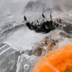Juvenile Male Regal Jumping Spider