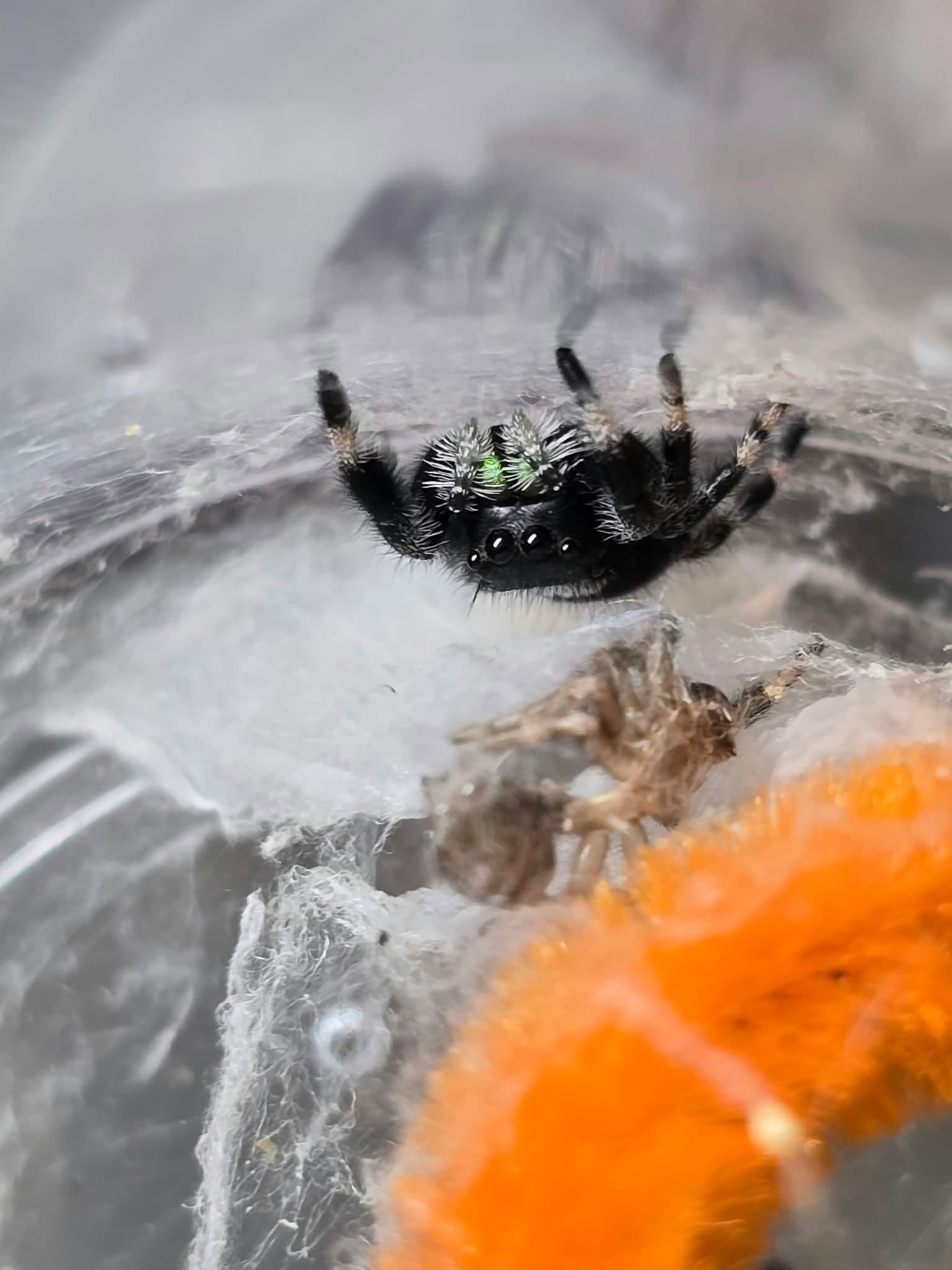 Jumping spider