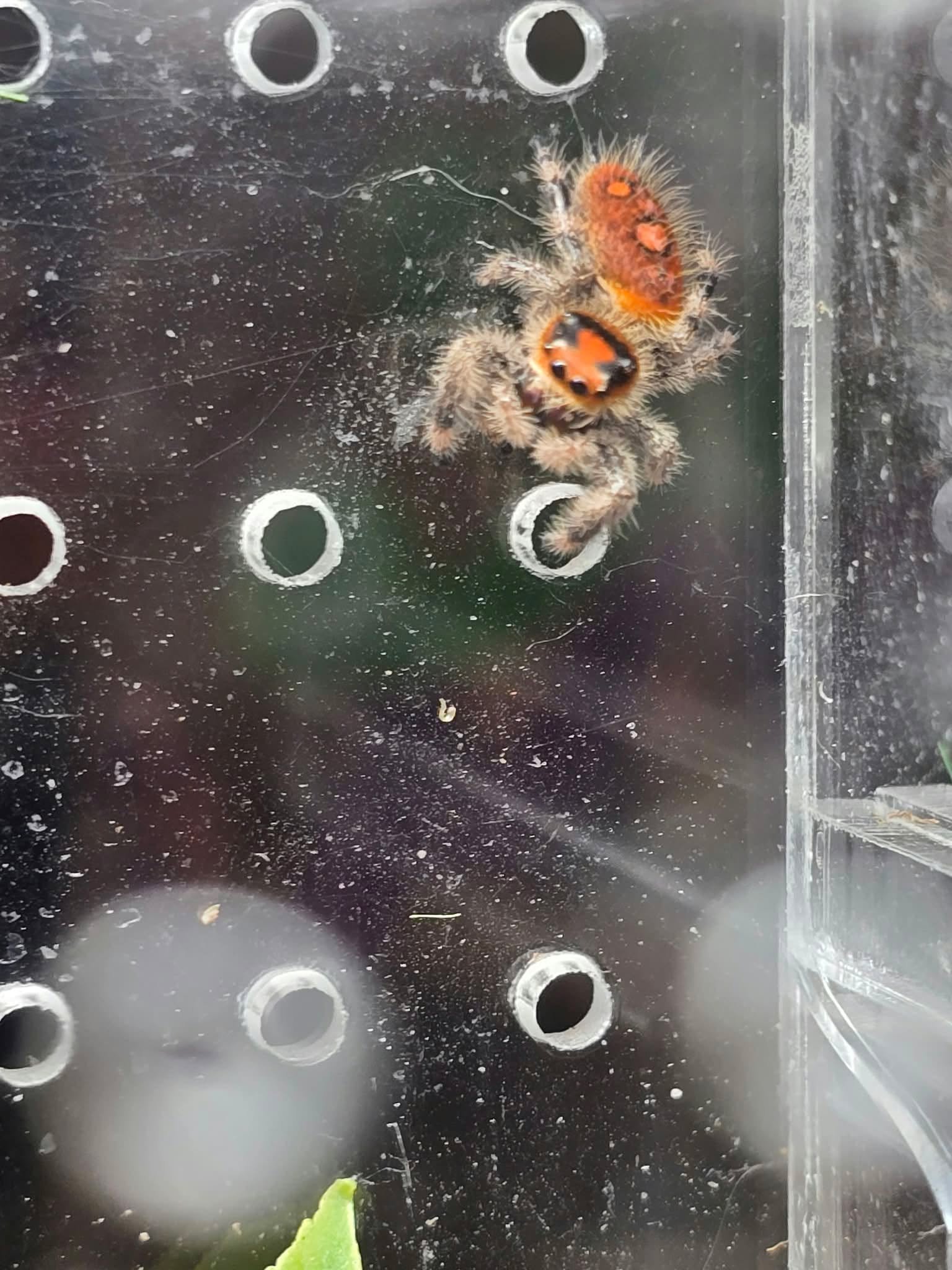Regal jumping spider exploring its enclosure