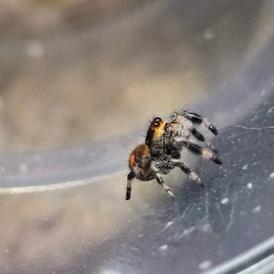 Juvenile Female Regal Jumping Spider (Orange)
