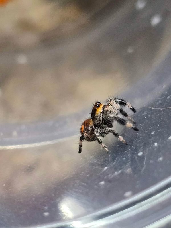 Juvenile Female Regal Jumping Spider (Orange)