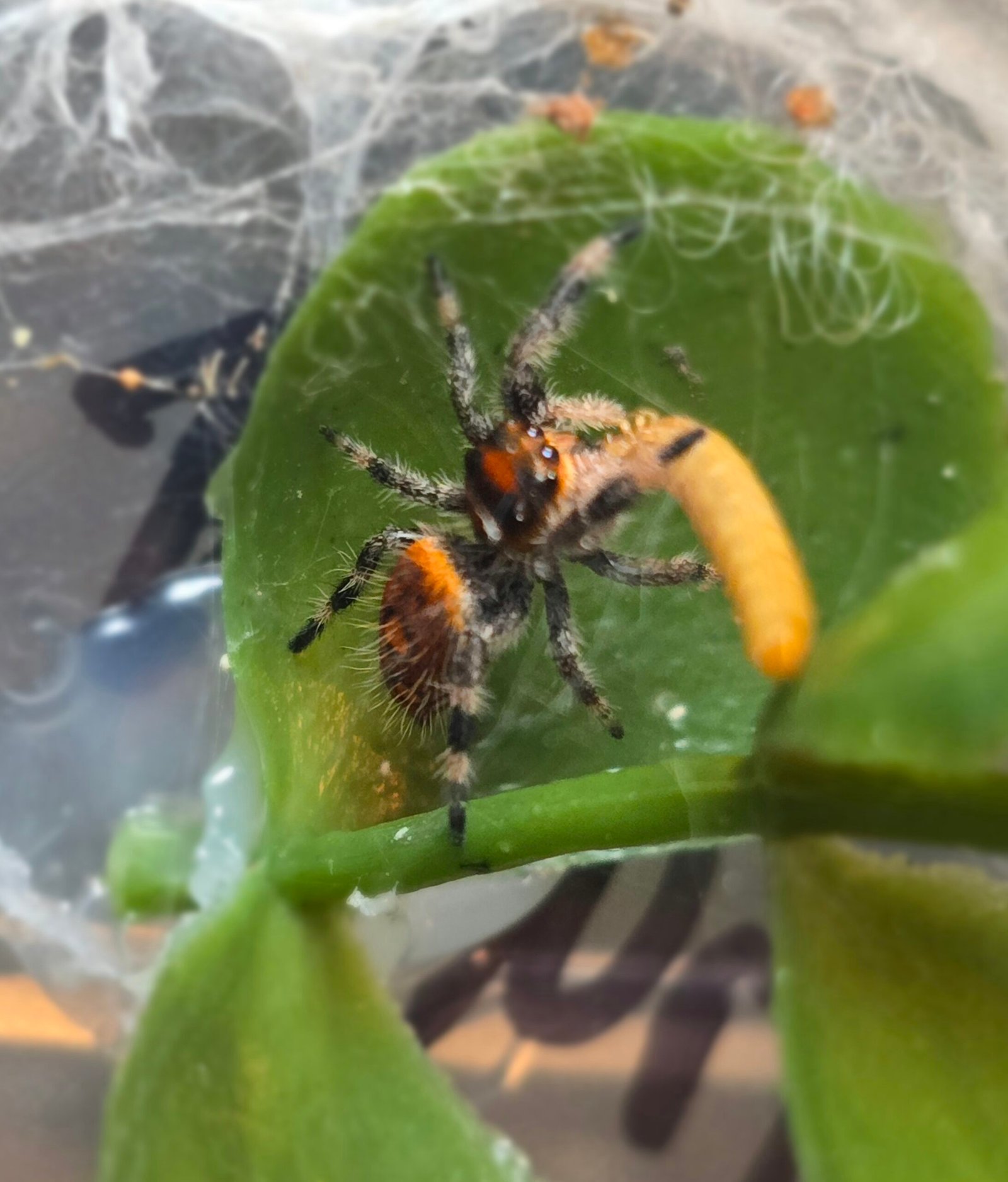Jumping spider eating mealworm