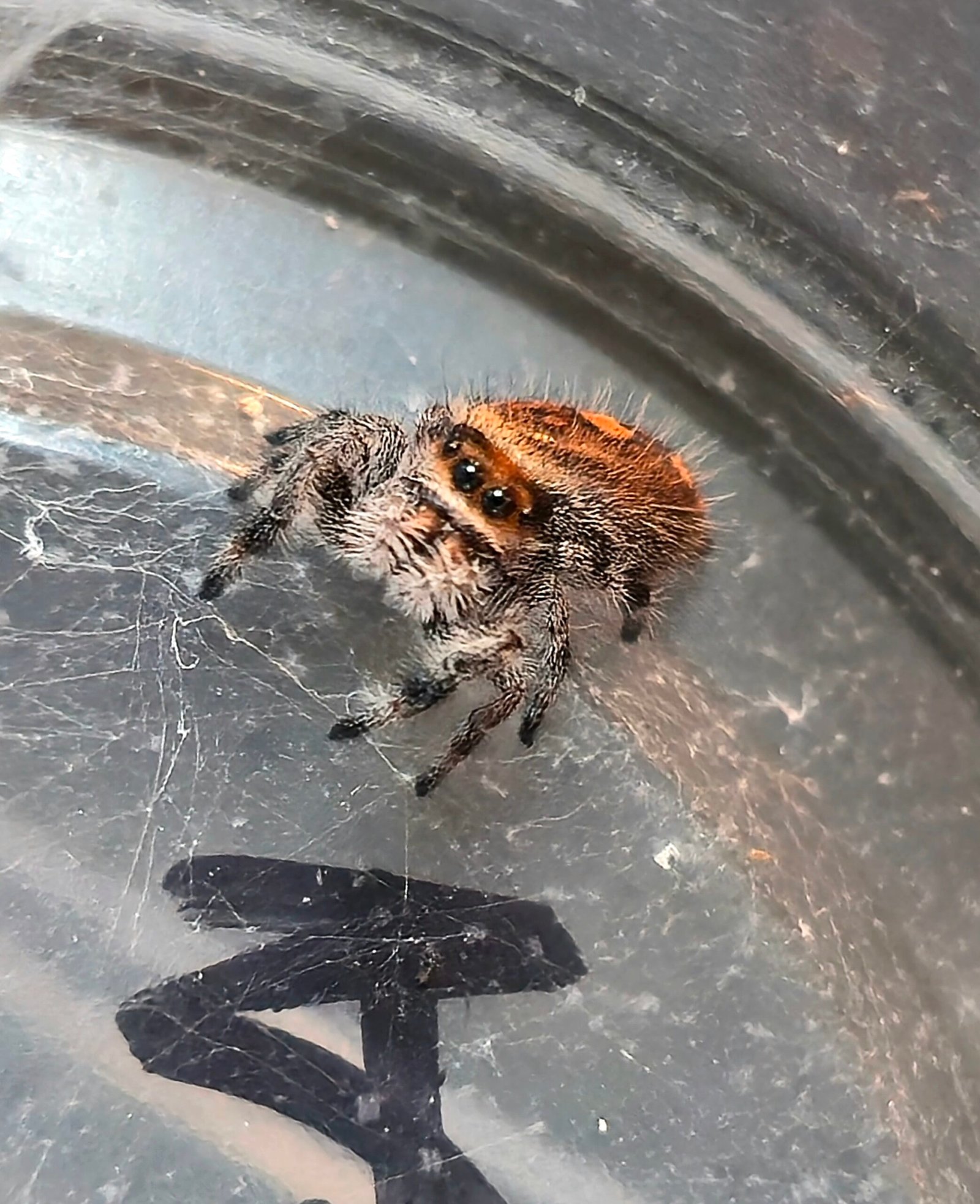 Apricot, female regal jumping spider, i6, available for adoption at Mary's Jumpers