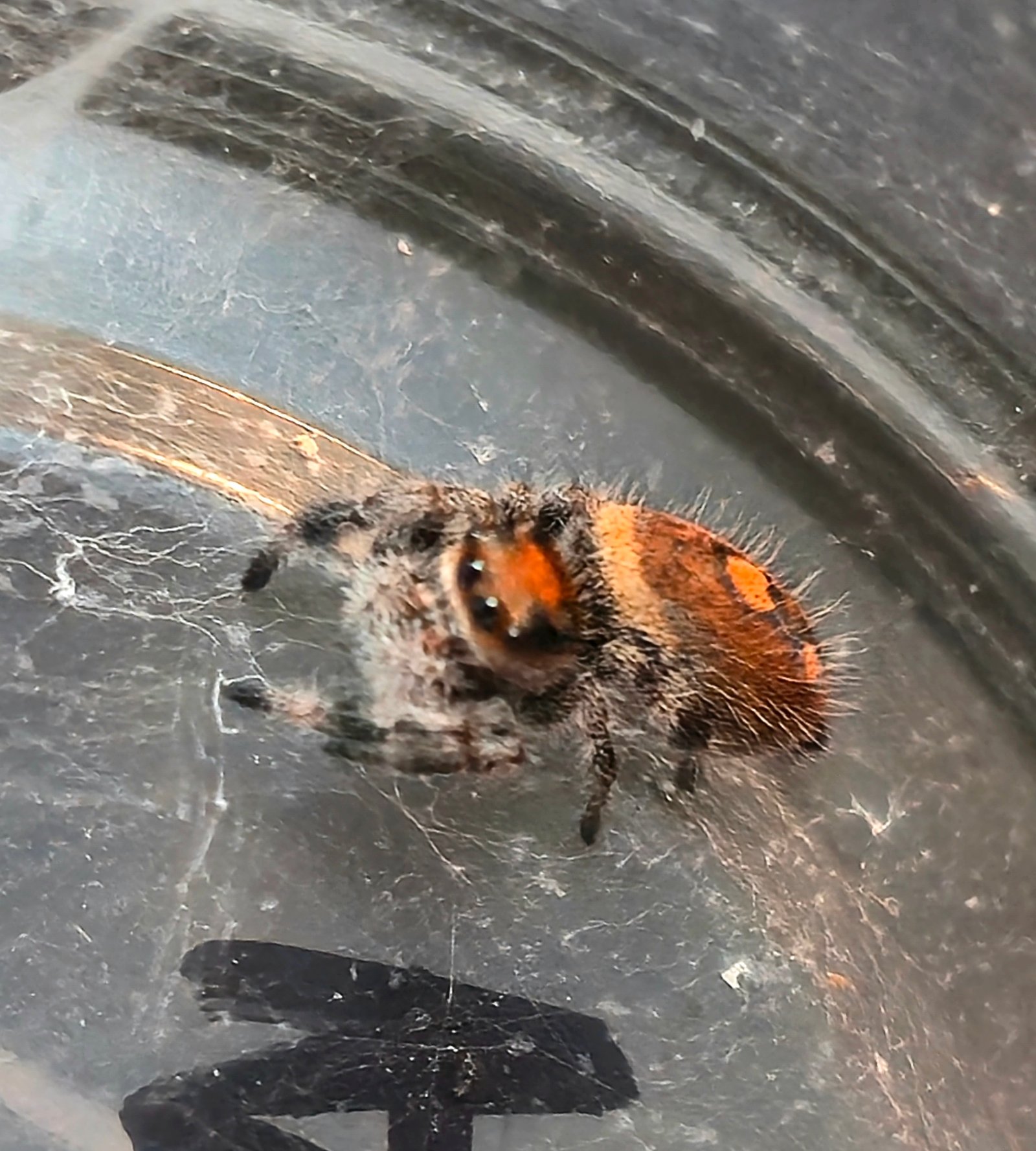 Apricot the jumping spider, additional photo 1
