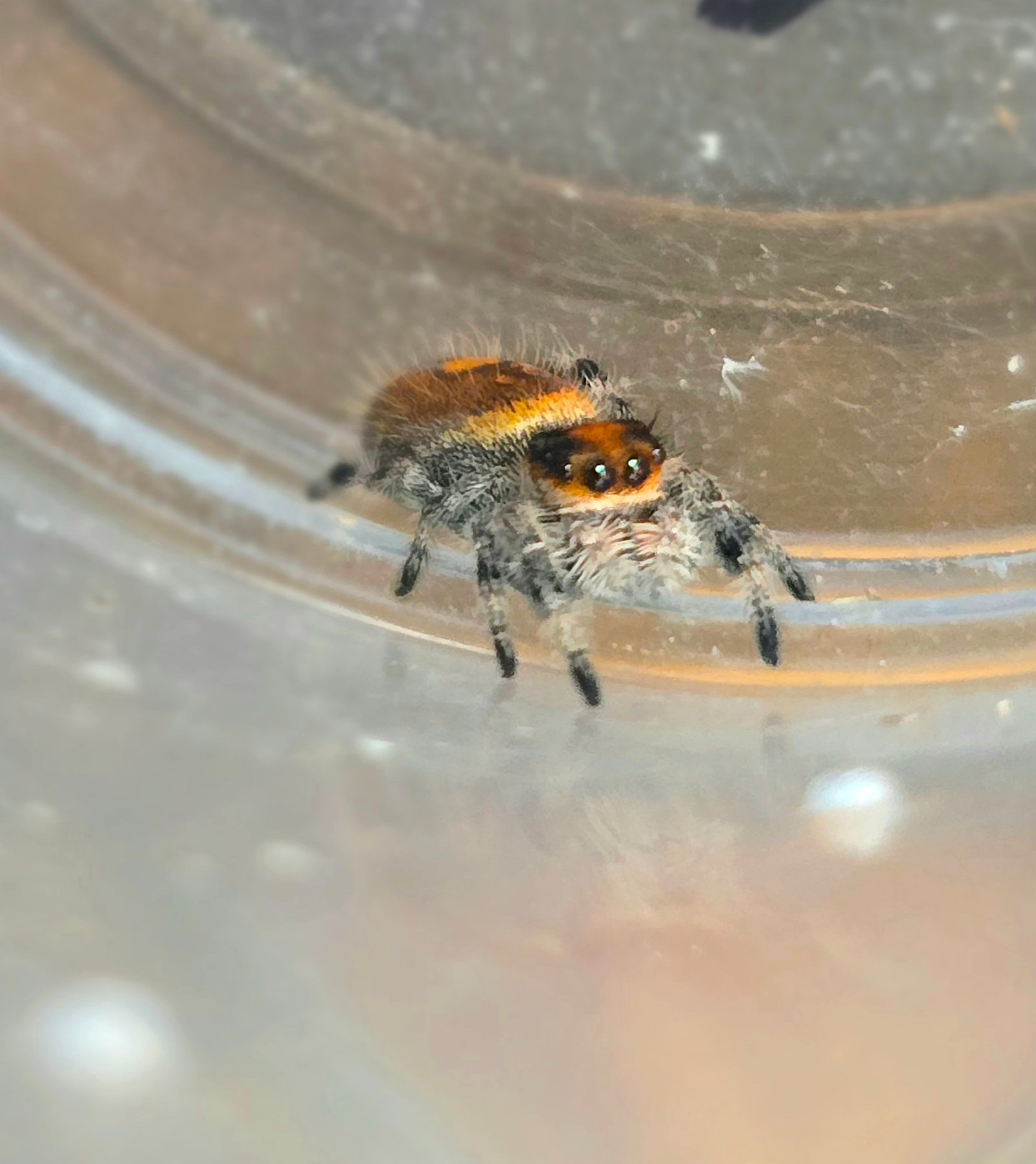 Apricot the jumping spider, additional photo 2