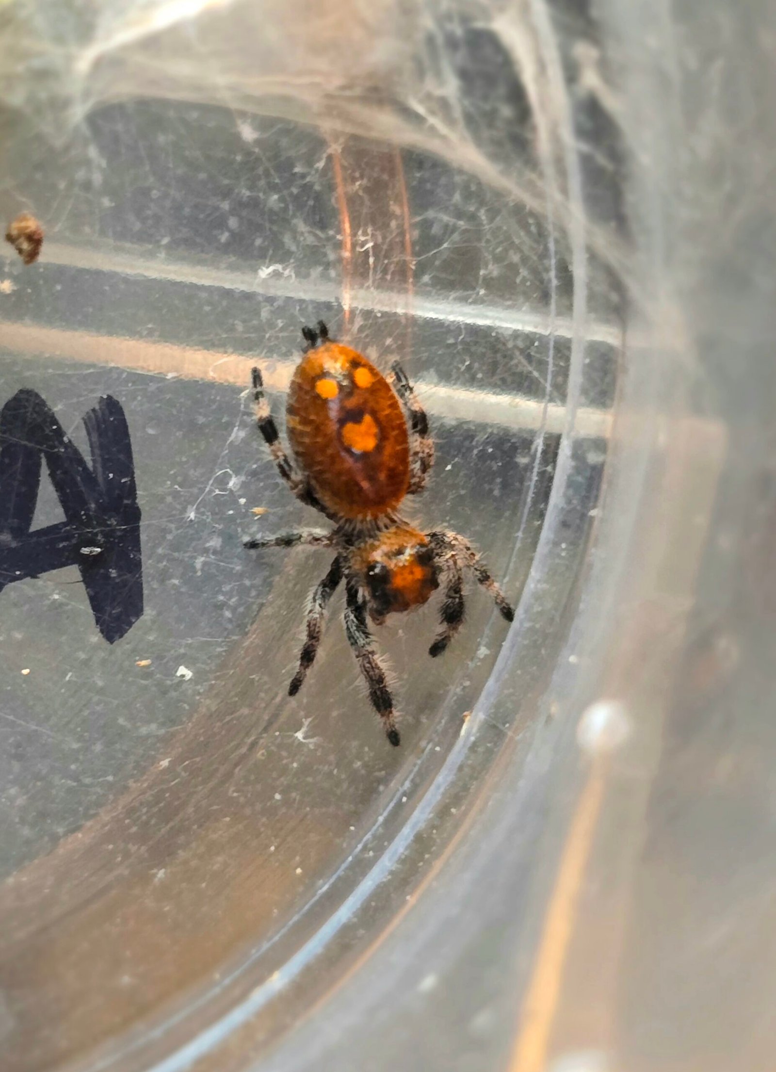 Apricot the jumping spider, additional photo 4