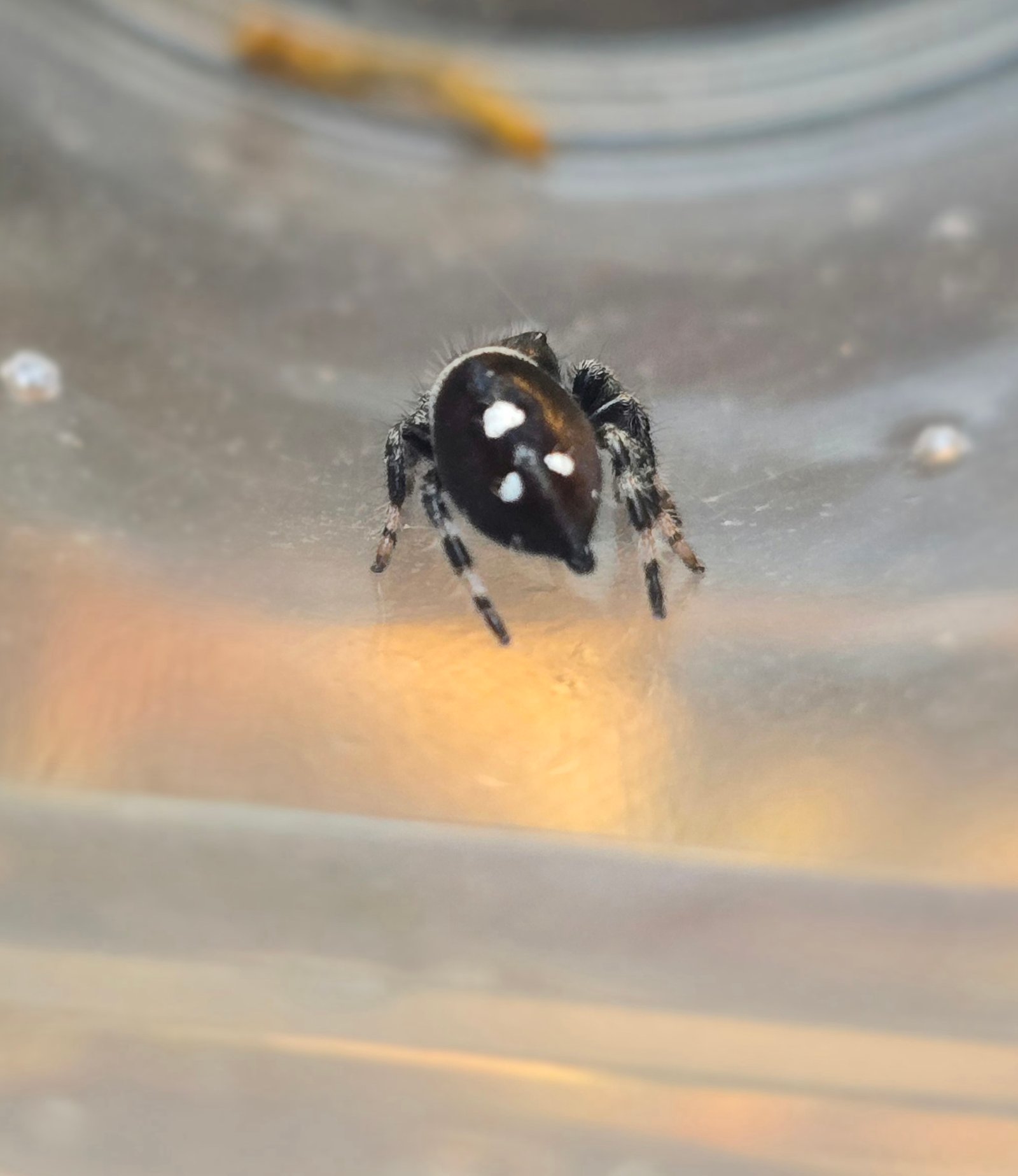 Beans the jumping spider, additional photo 2