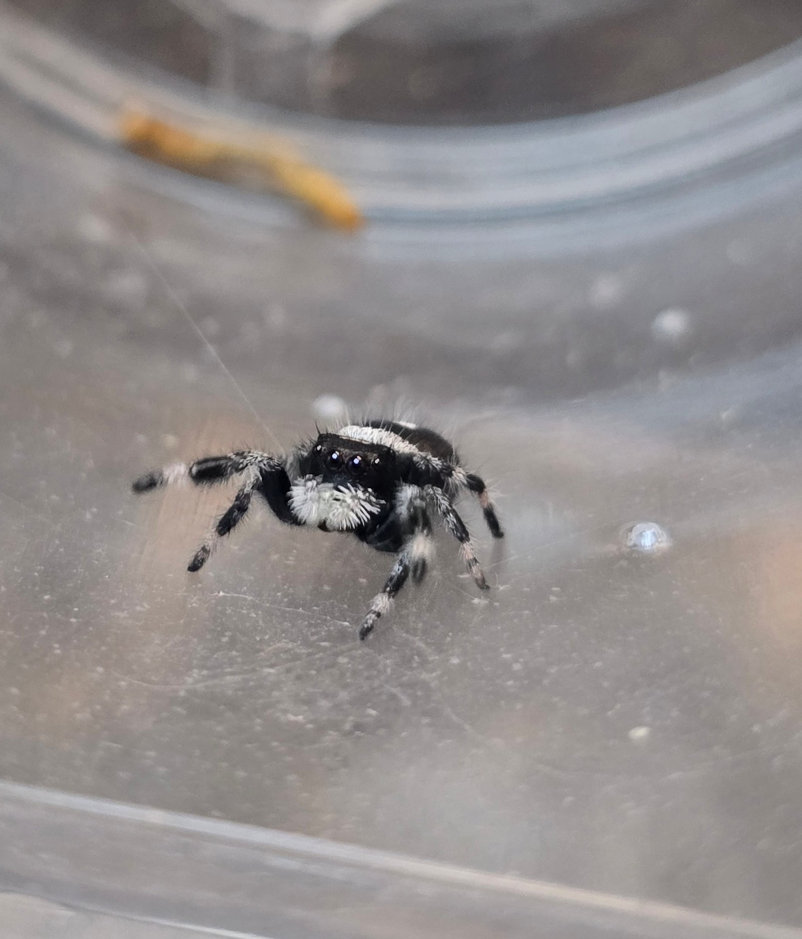 Beans the jumping spider, additional photo 4