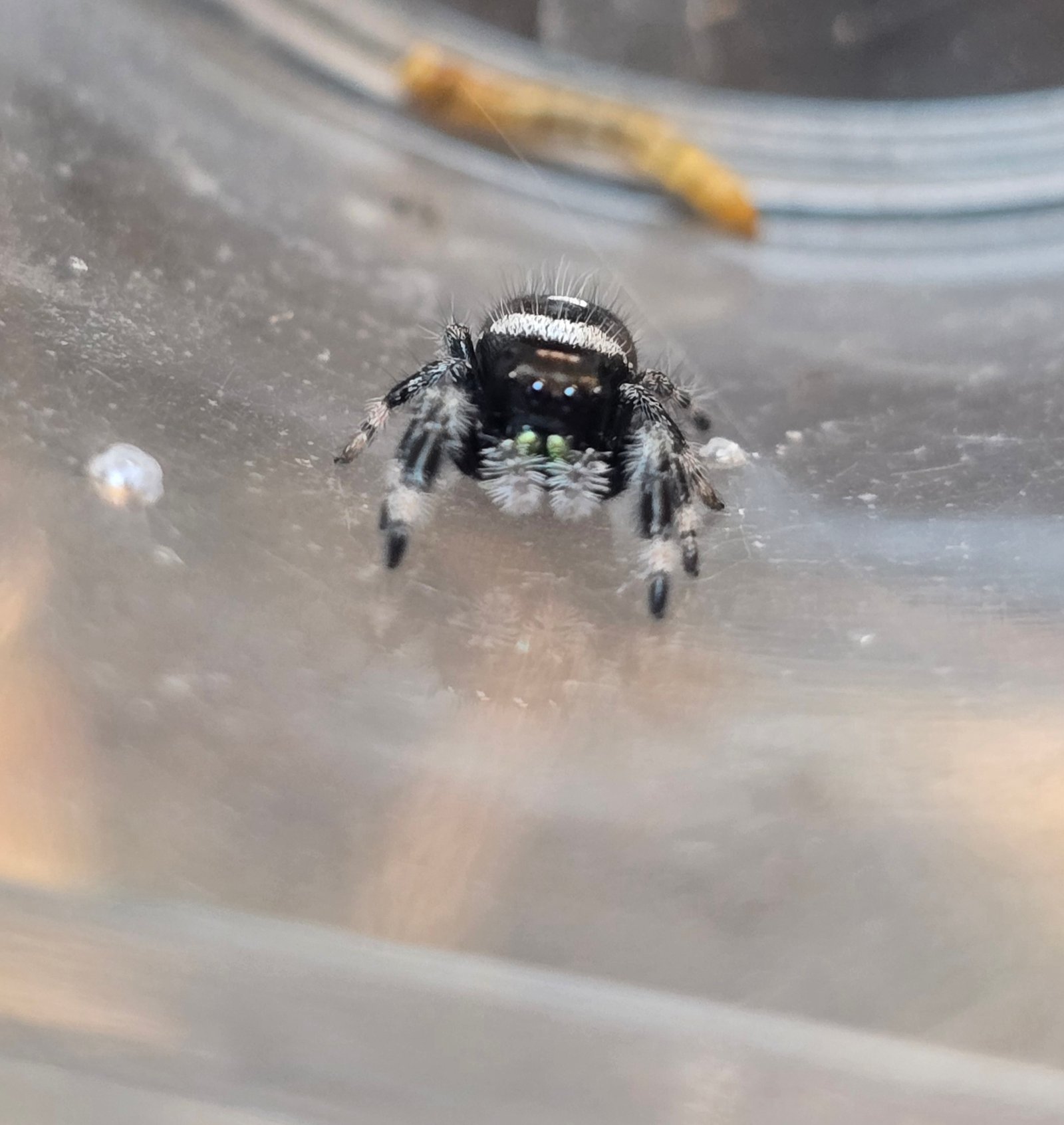 Beans the jumping spider, additional photo 1