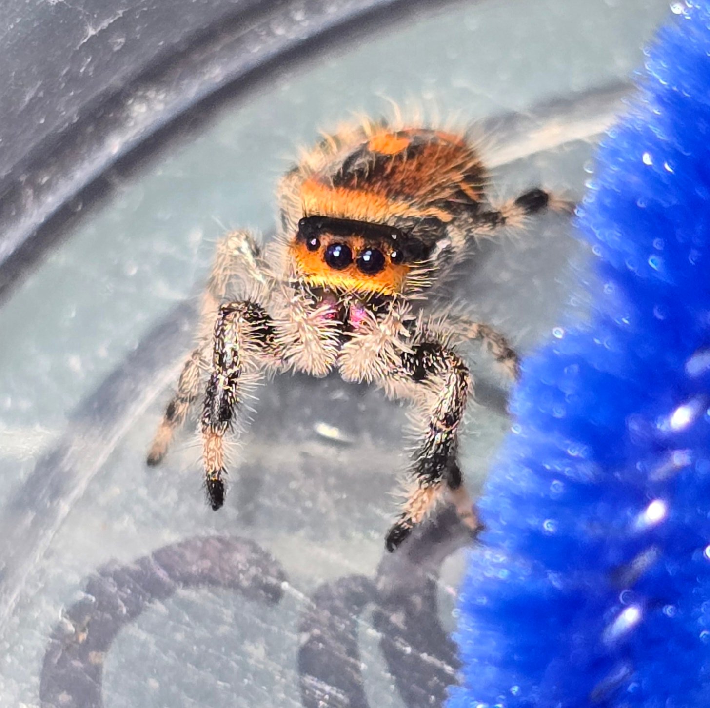 Regal jumping spider at Mary's Jumpers