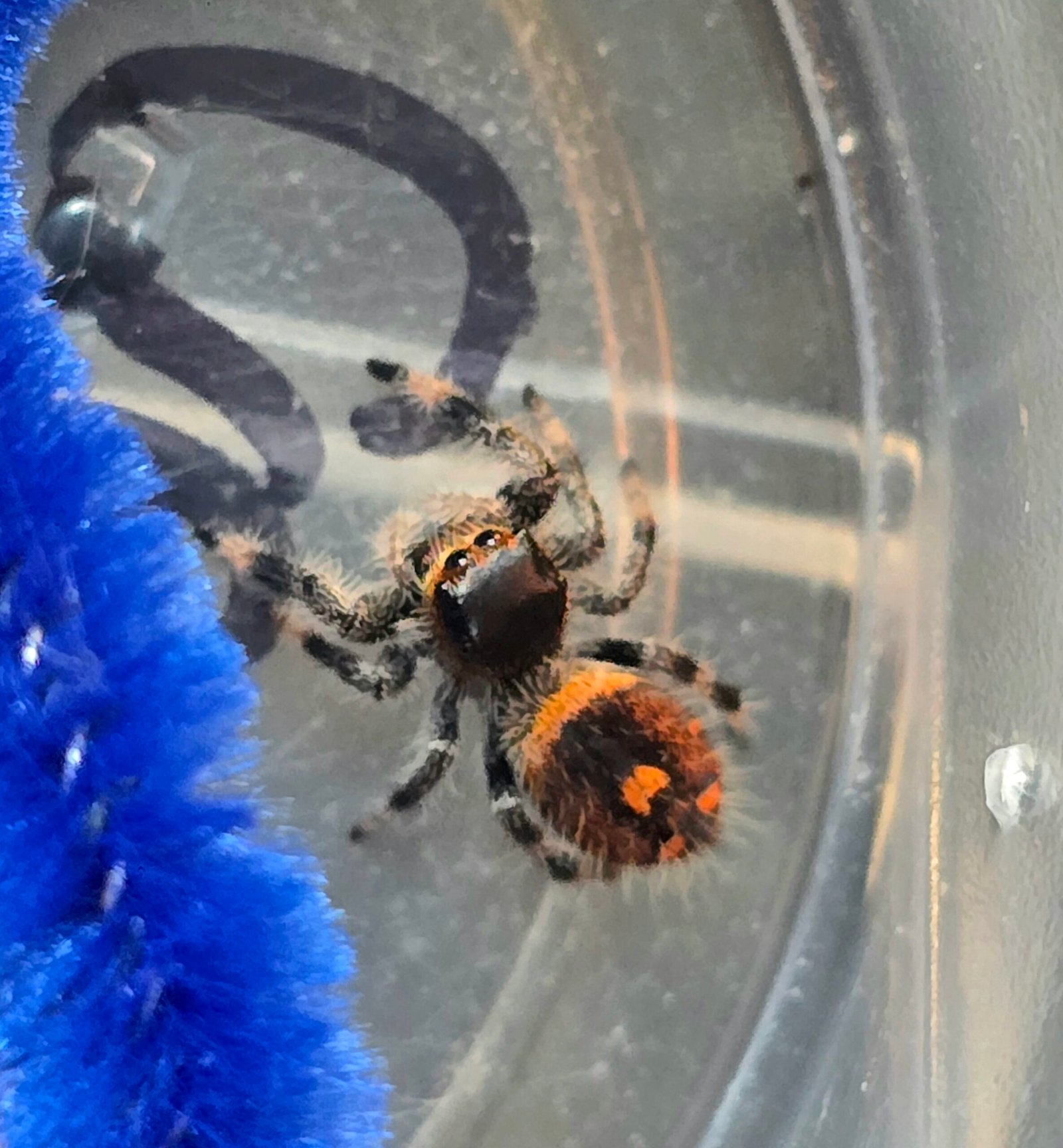 Clementine the jumping spider, additional photo 3