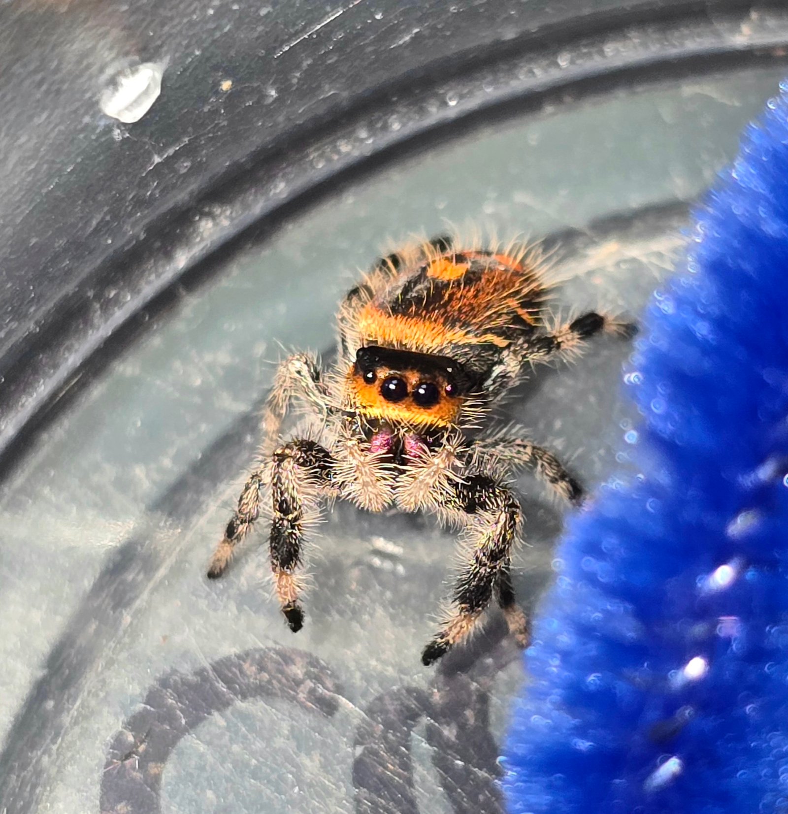 Clementine the jumping spider, additional photo 4