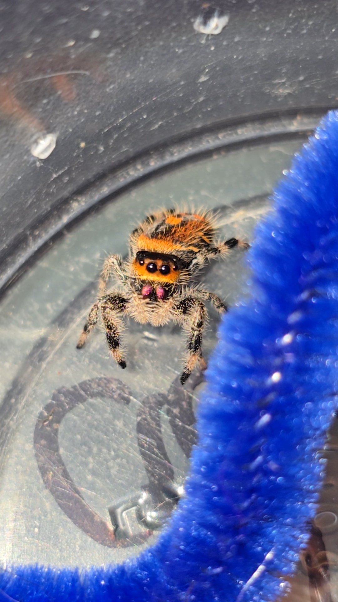 Breeder's Choice — Female, female regal jumping spider, i5/i7, at Mary's Jumpers