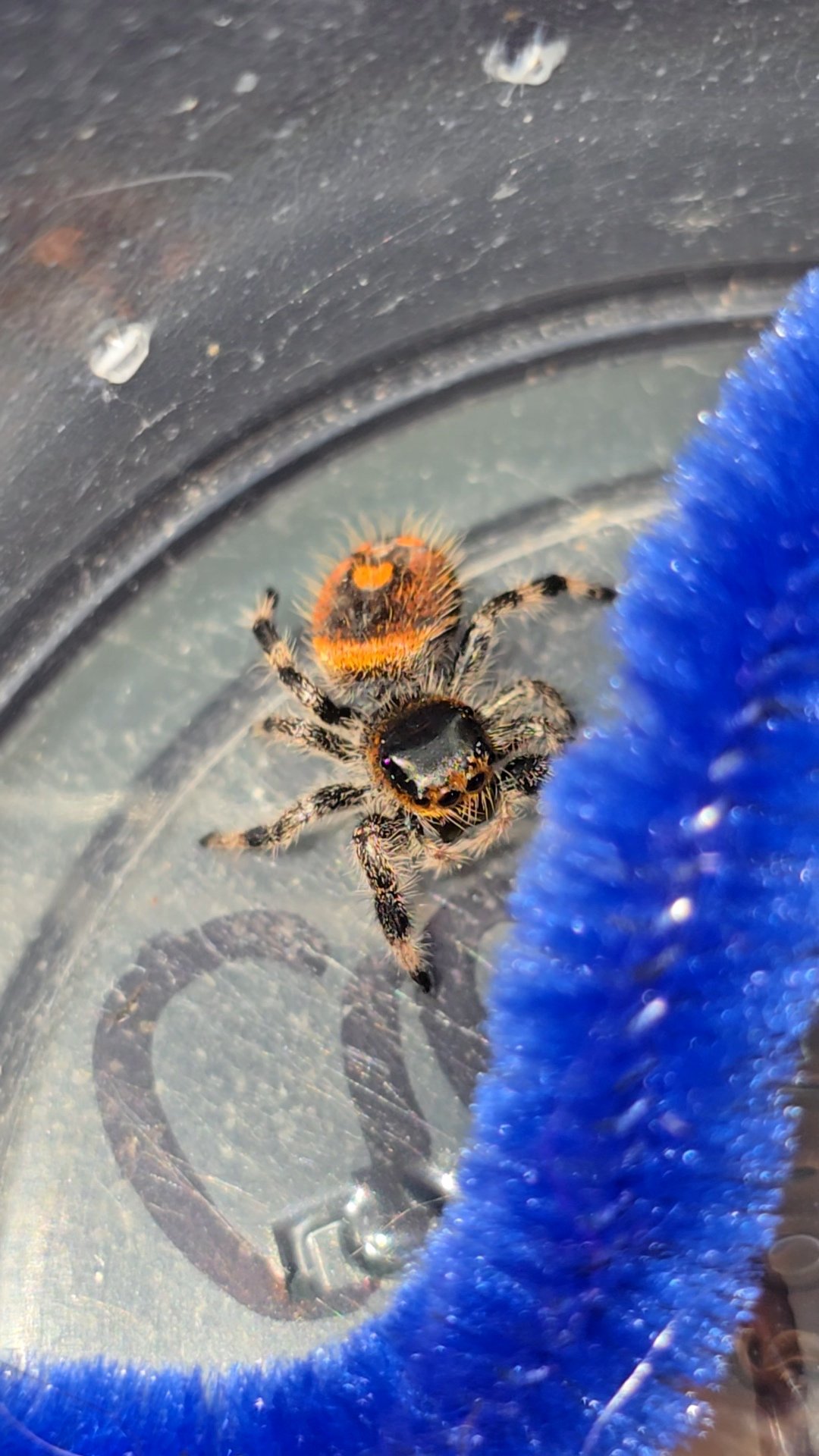 Clementine the jumping spider, additional photo 1