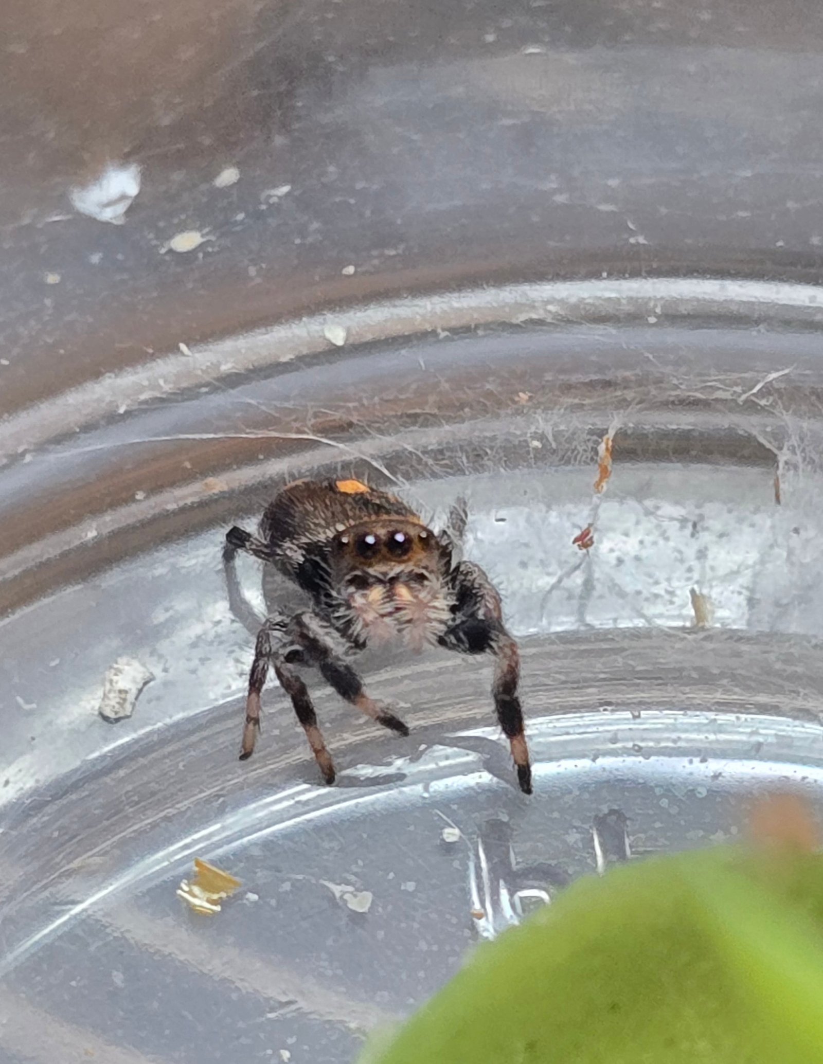Ginger, female regal jumping spider available at Mary's Jumpers