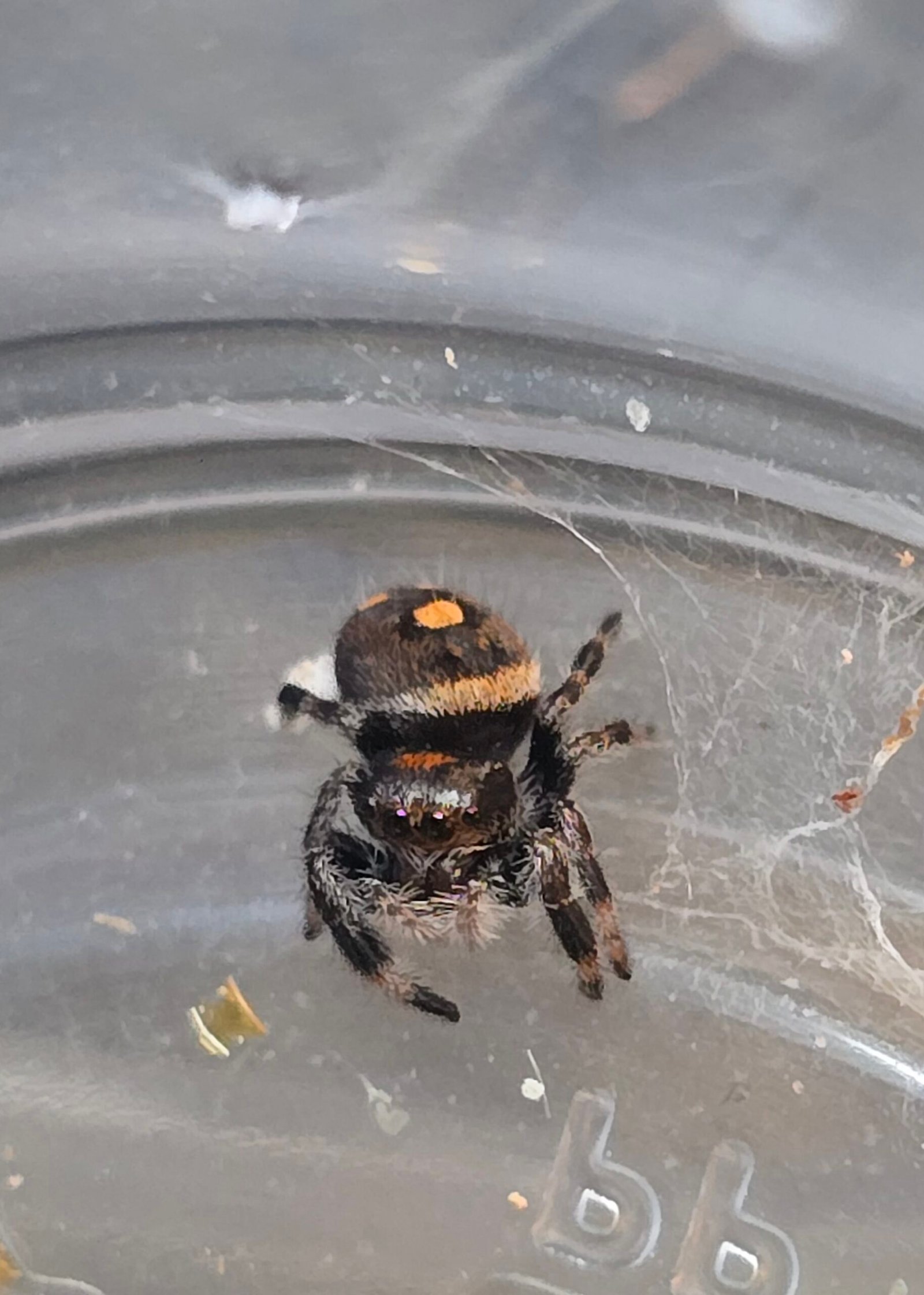 Ginger the jumping spider, additional photo 1