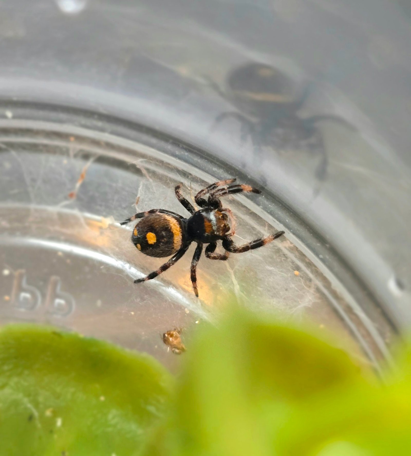 Ginger the jumping spider, additional photo 2