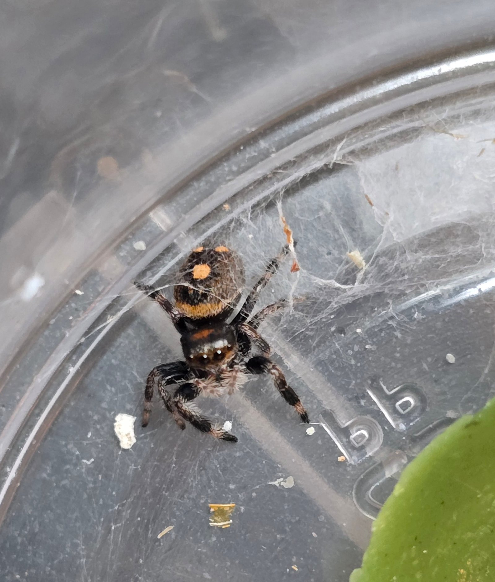 Ginger the jumping spider, additional photo 3