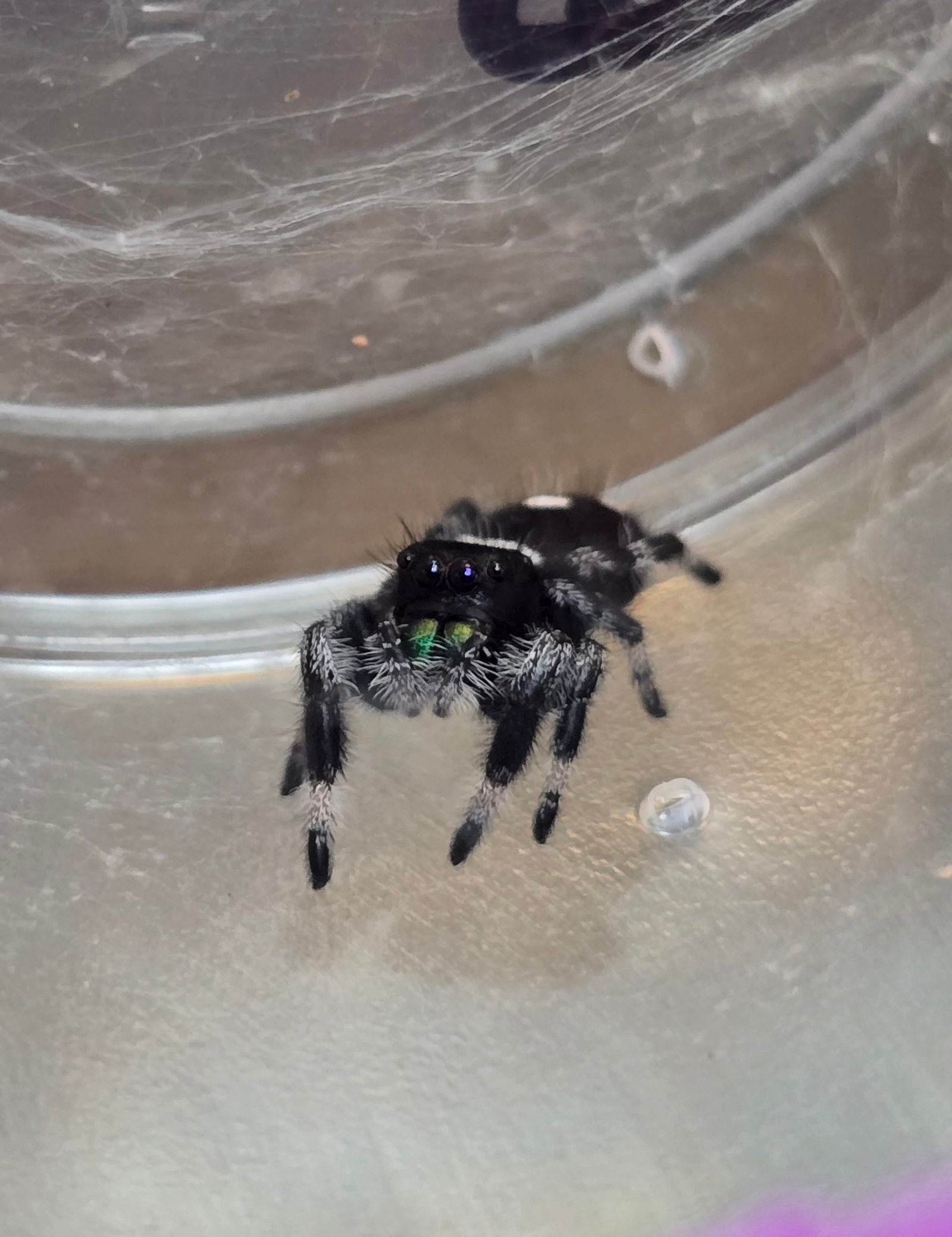 Gizmo the jumping spider, additional photo 1