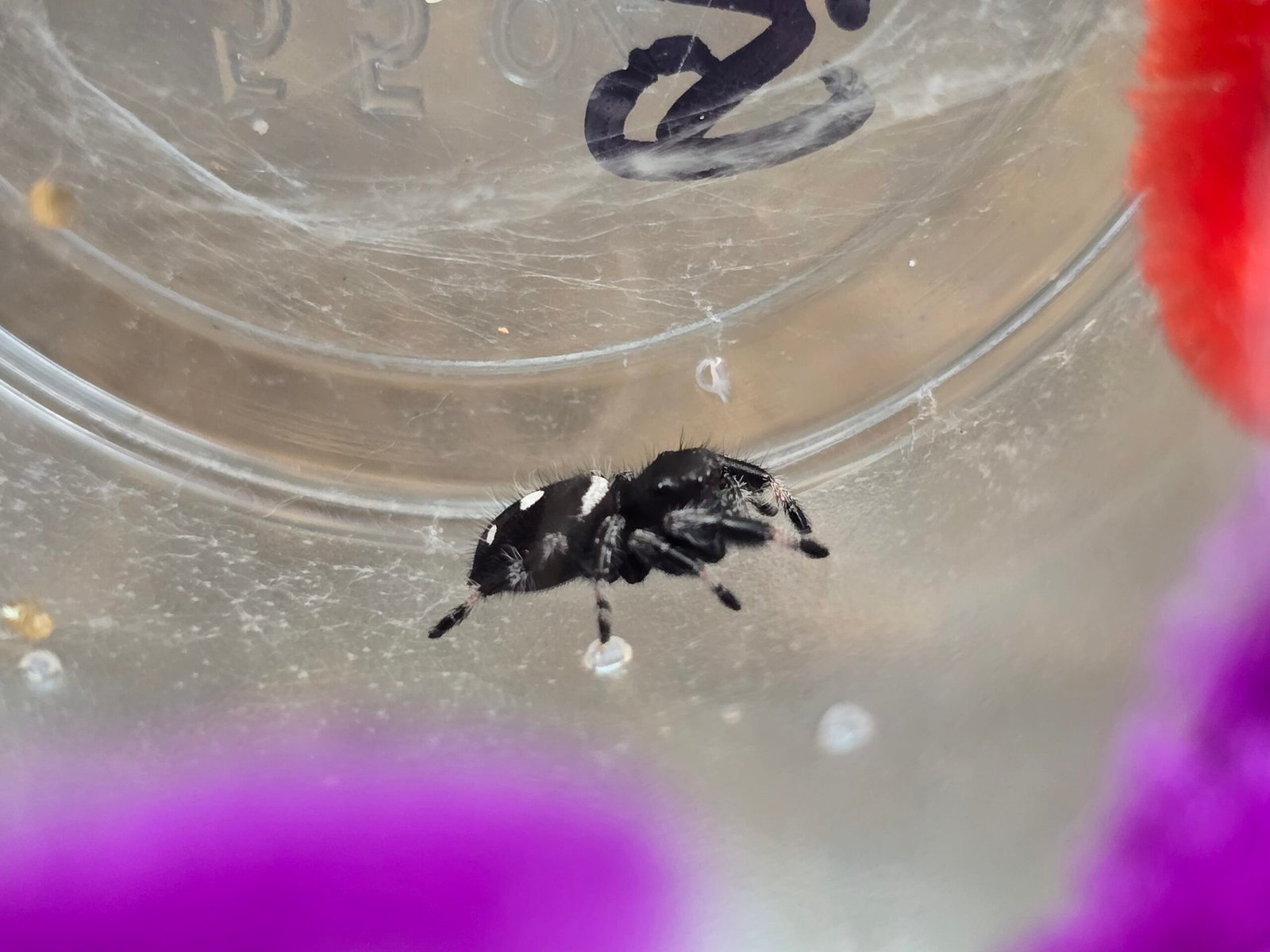 Gizmo the jumping spider, additional photo 4