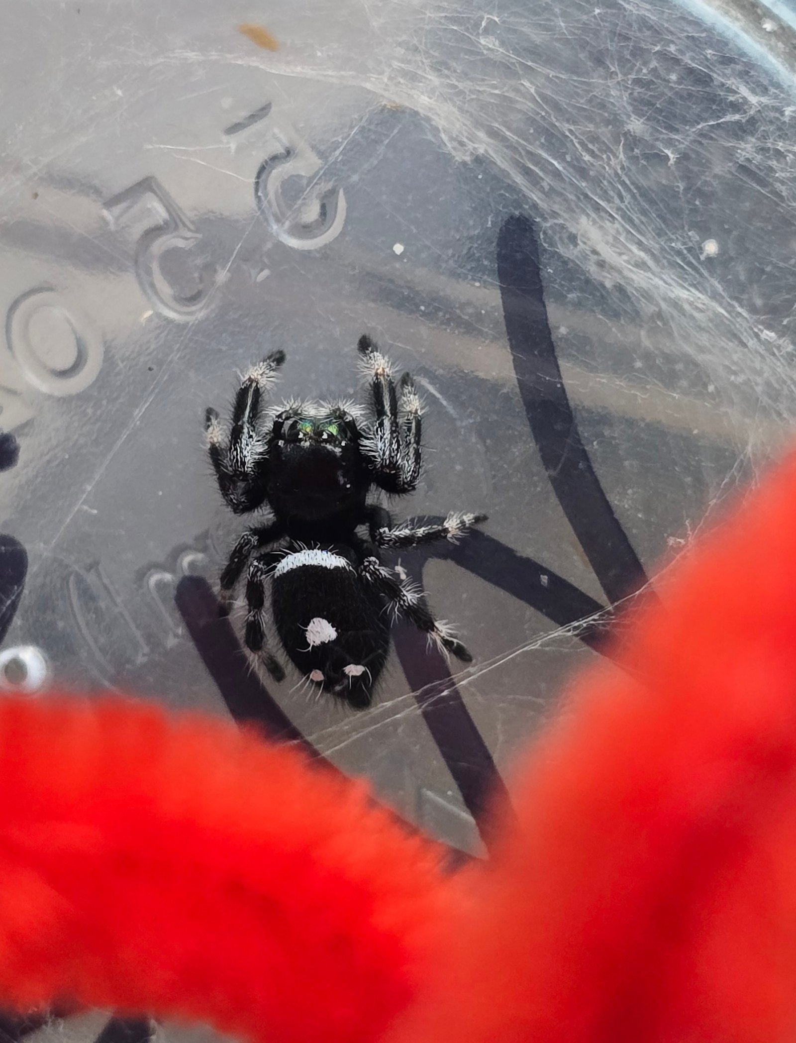 Gizmo the jumping spider, additional photo 3