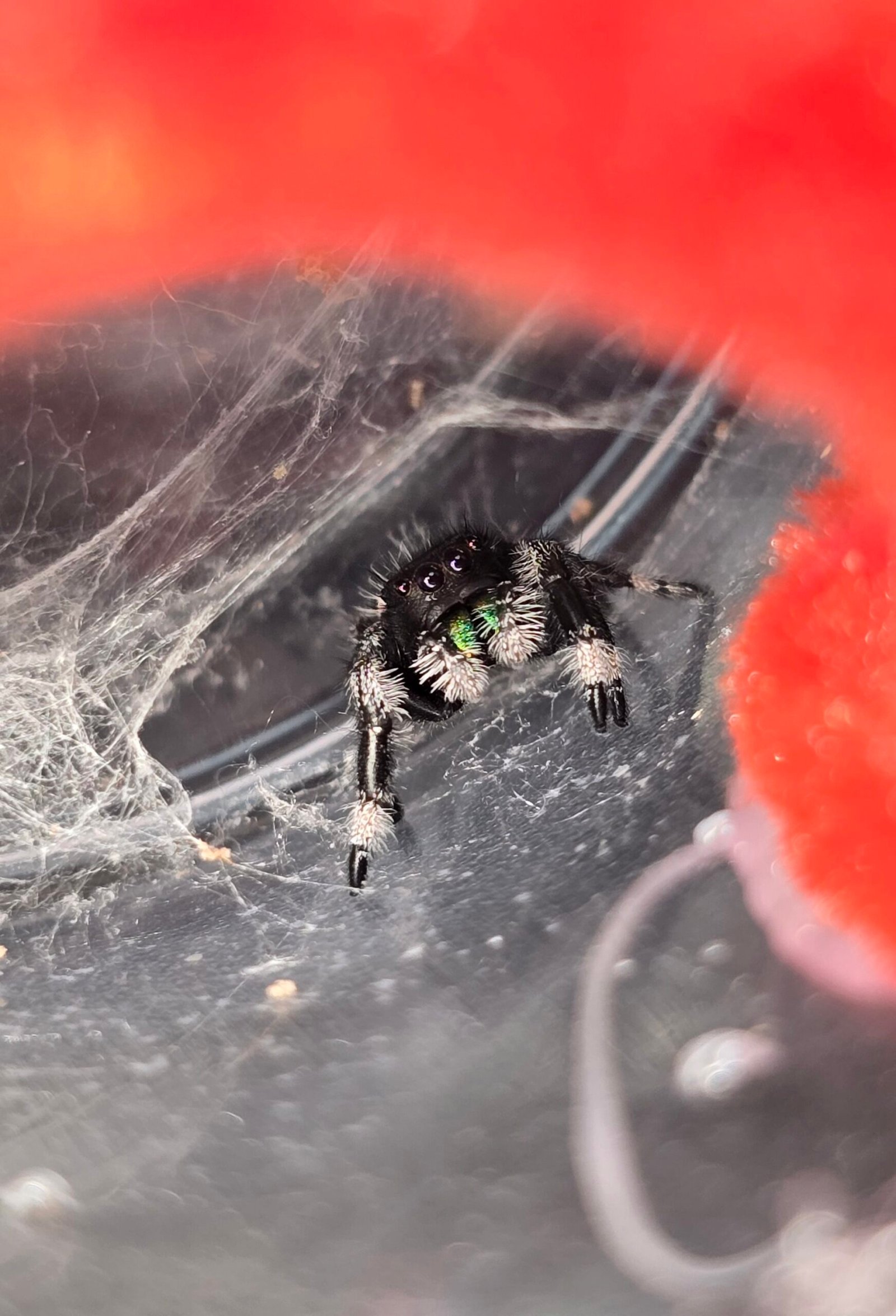 Gizmo, male regal jumping spider, i6, available for adoption at Mary's Jumpers