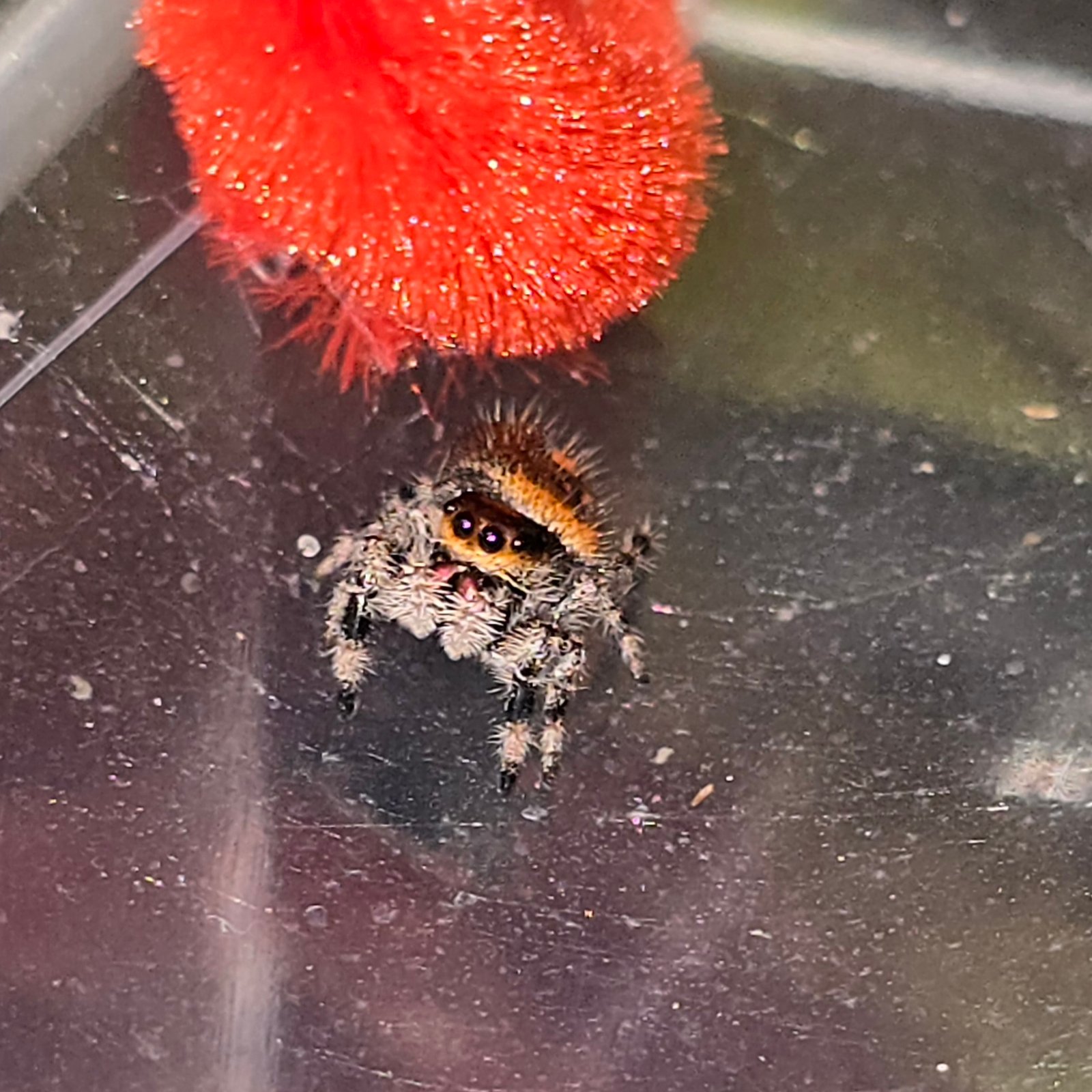Marmalade, female regal jumping spider, i6/i7, available for adoption at Mary's Jumpers