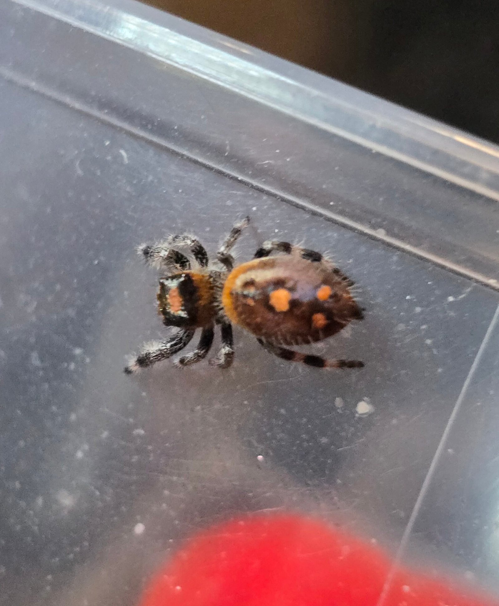 Marmalade the jumping spider, additional photo 3