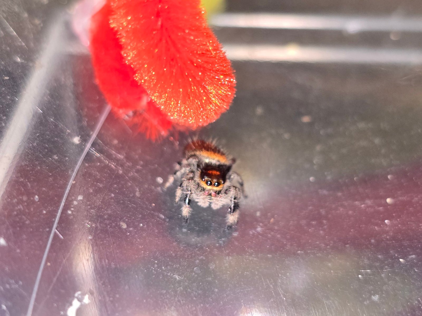 Marmalade the jumping spider, additional photo 1