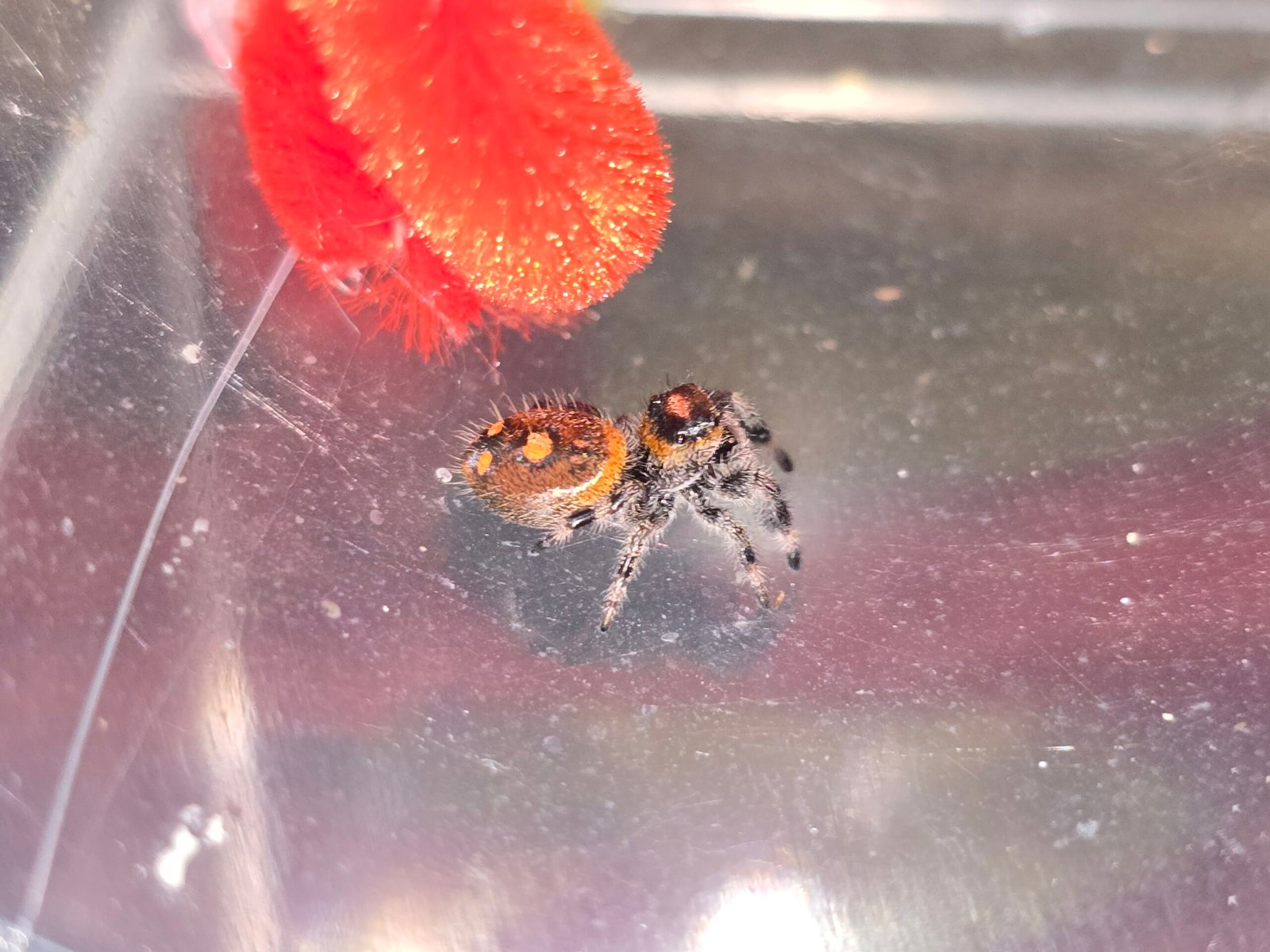 Marmalade the jumping spider, additional photo 2