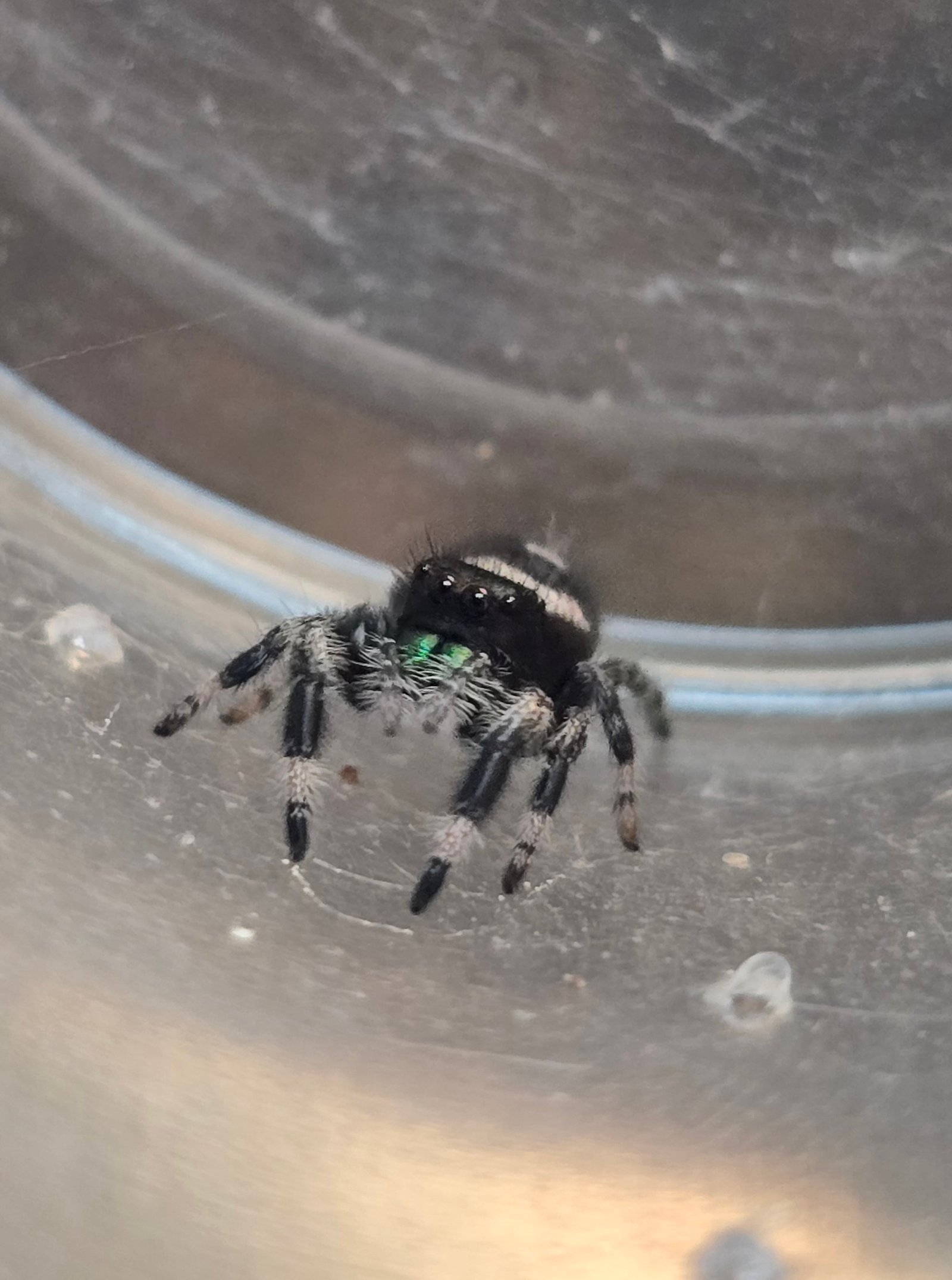 Waffles the jumping spider, additional photo 1