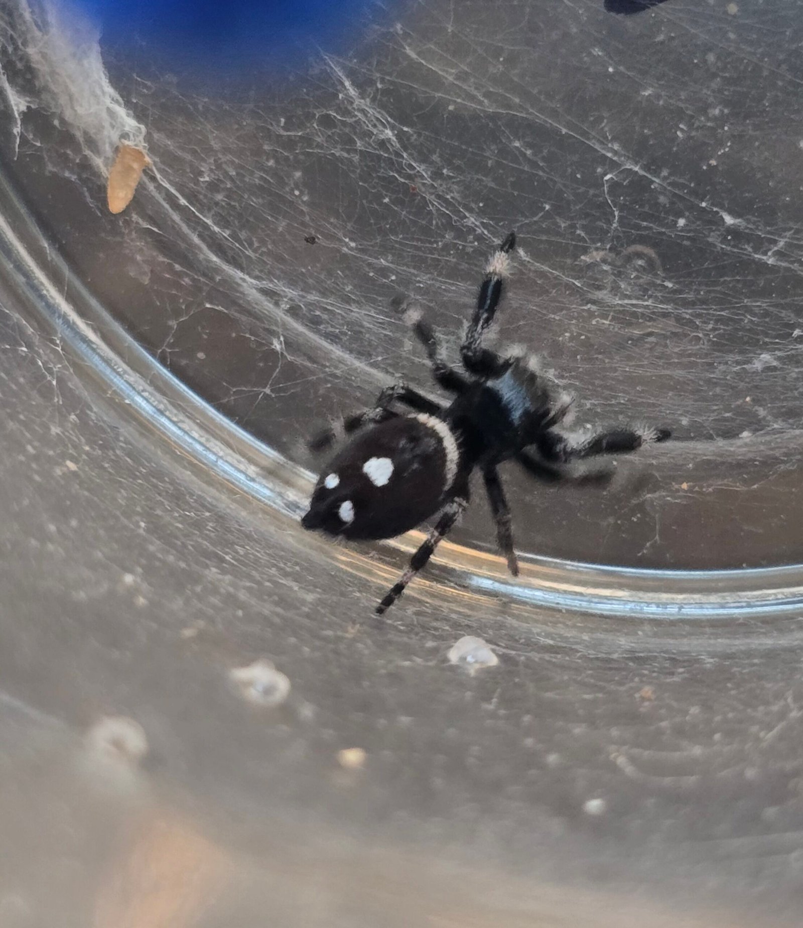 Waffles the jumping spider, additional photo 3