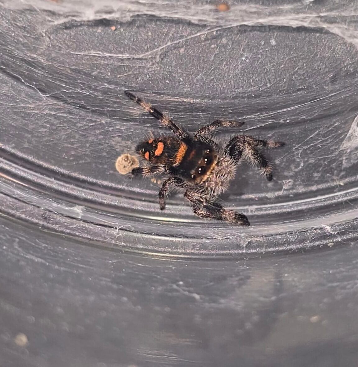Saffron, female regal jumping spider, i5/i6, available for adoption at Mary's Jumpers