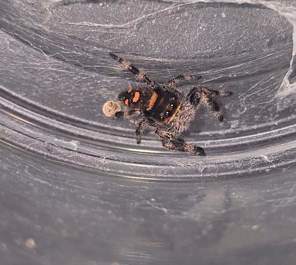 Saffron the jumping spider, additional photo 3