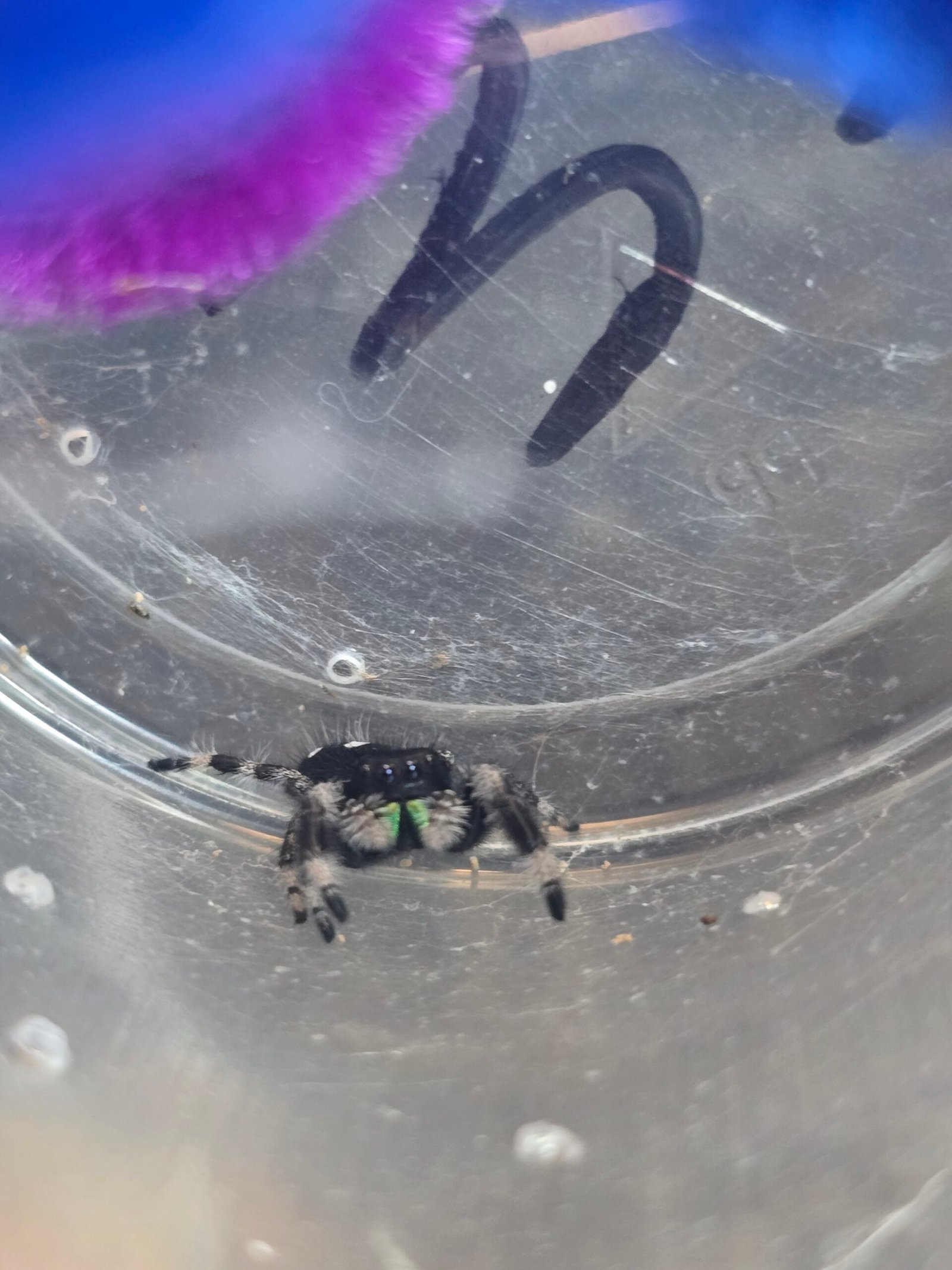 Pepper, male regal jumping spider, i6, available for adoption at Mary's Jumpers