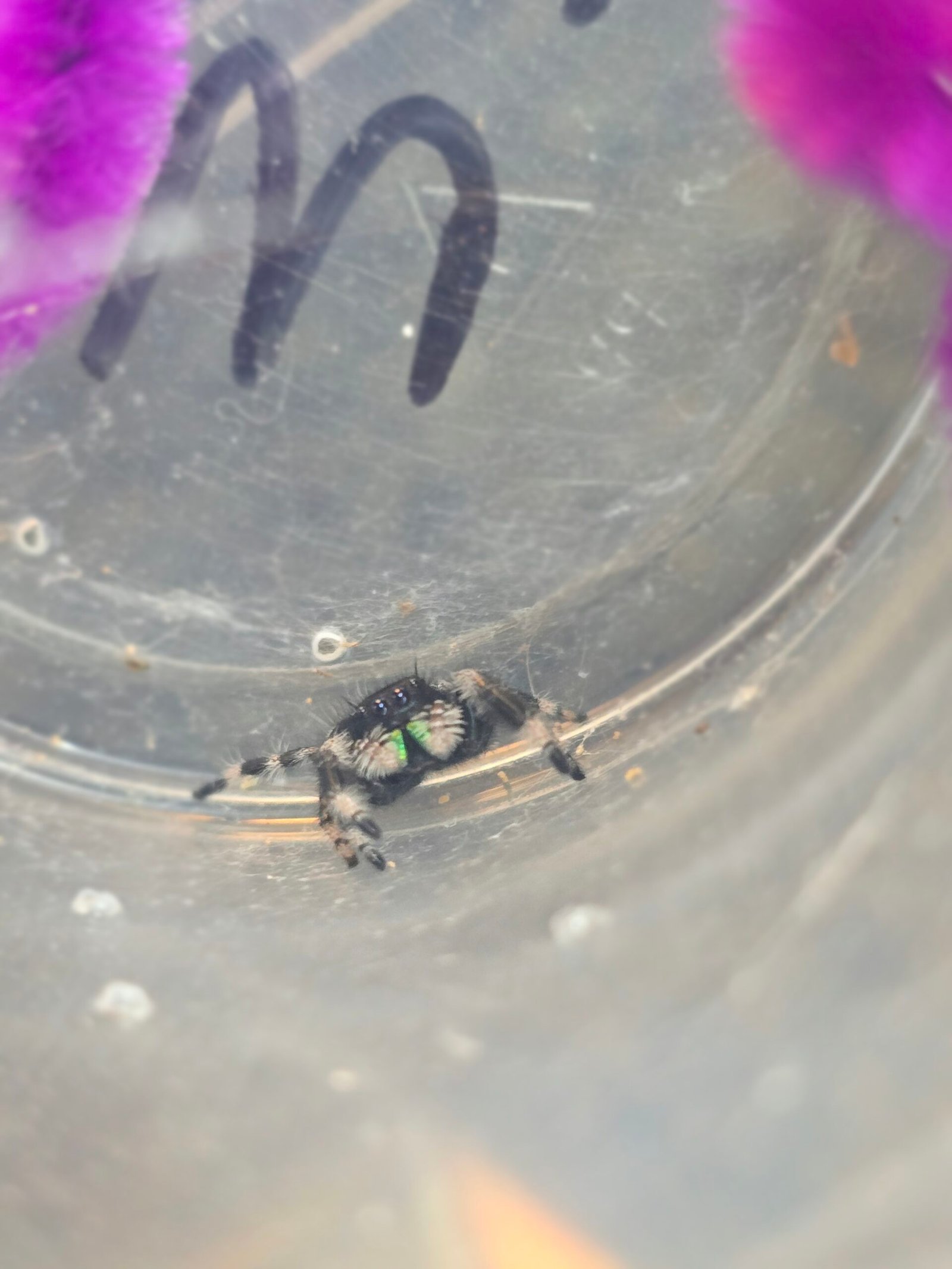 Pepper the jumping spider, additional photo 1