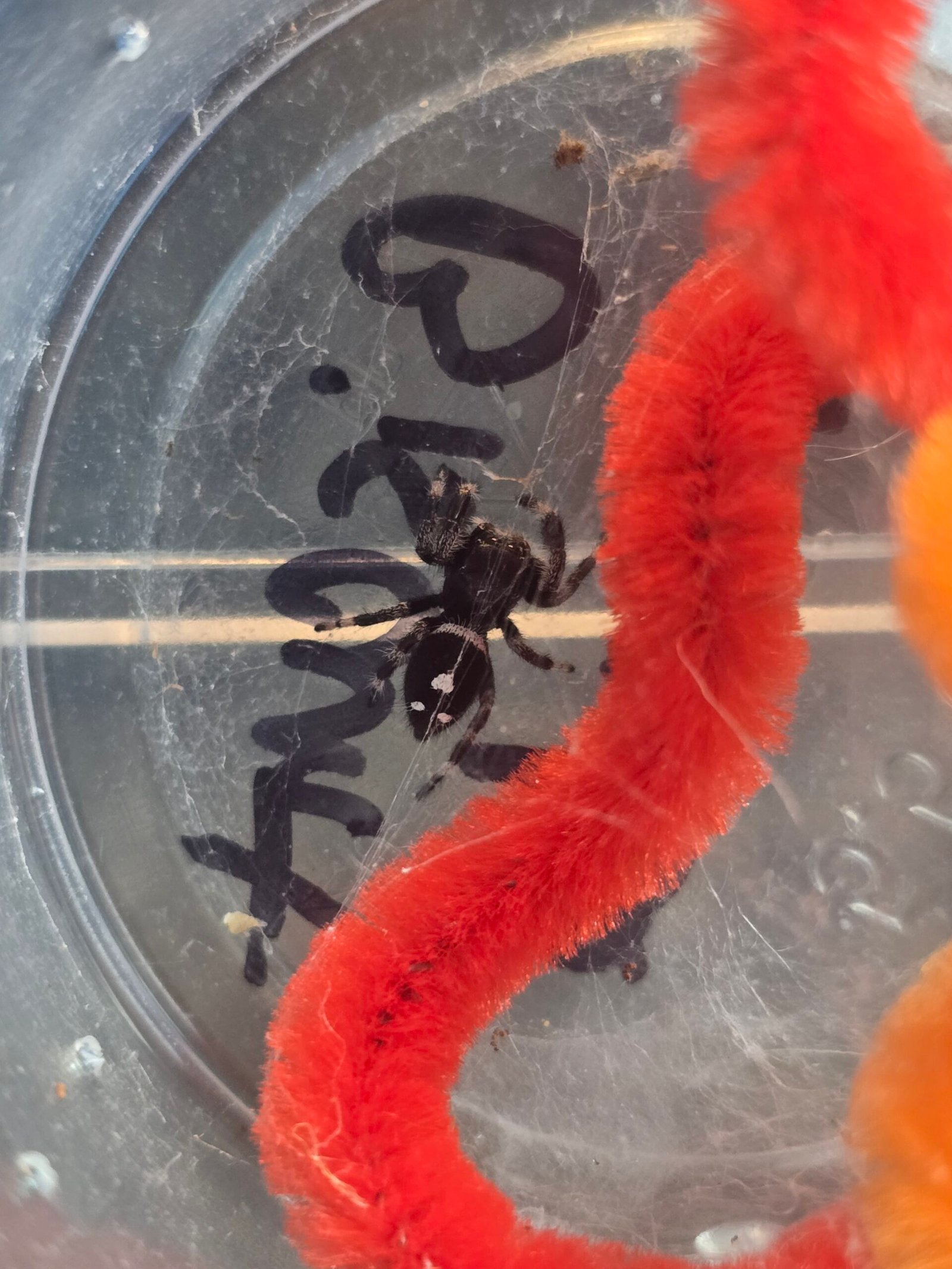 Biscuit the jumping spider, additional photo 4