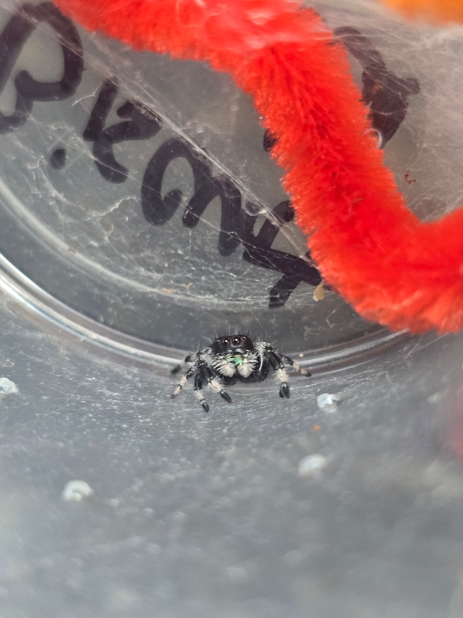 Biscuit the jumping spider, additional photo 1