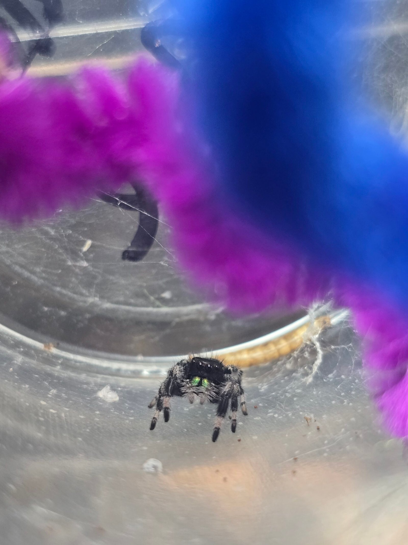 Walnut the jumping spider, additional photo 2