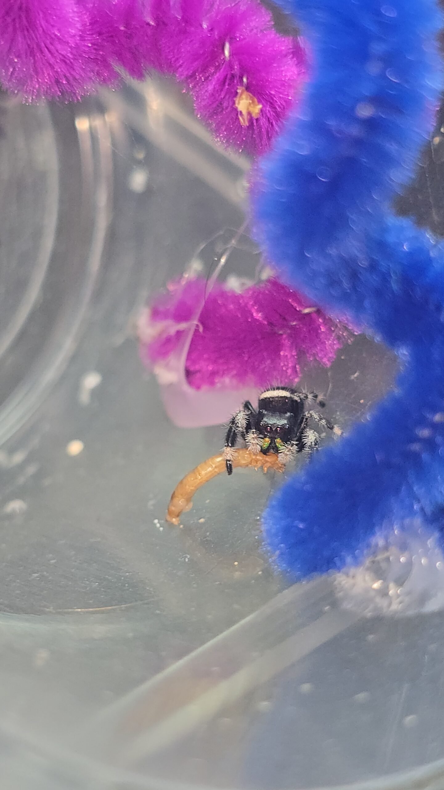 Walnut the jumping spider, additional photo 1