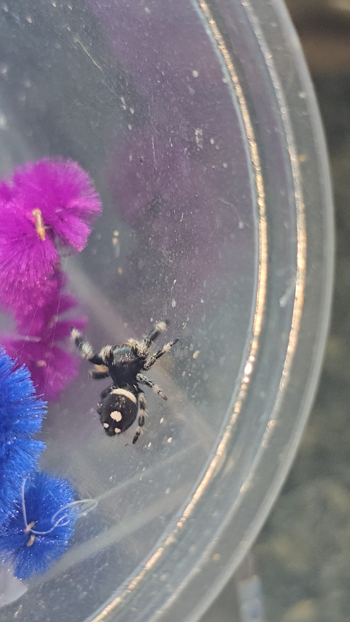 Walnut the jumping spider, additional photo 3