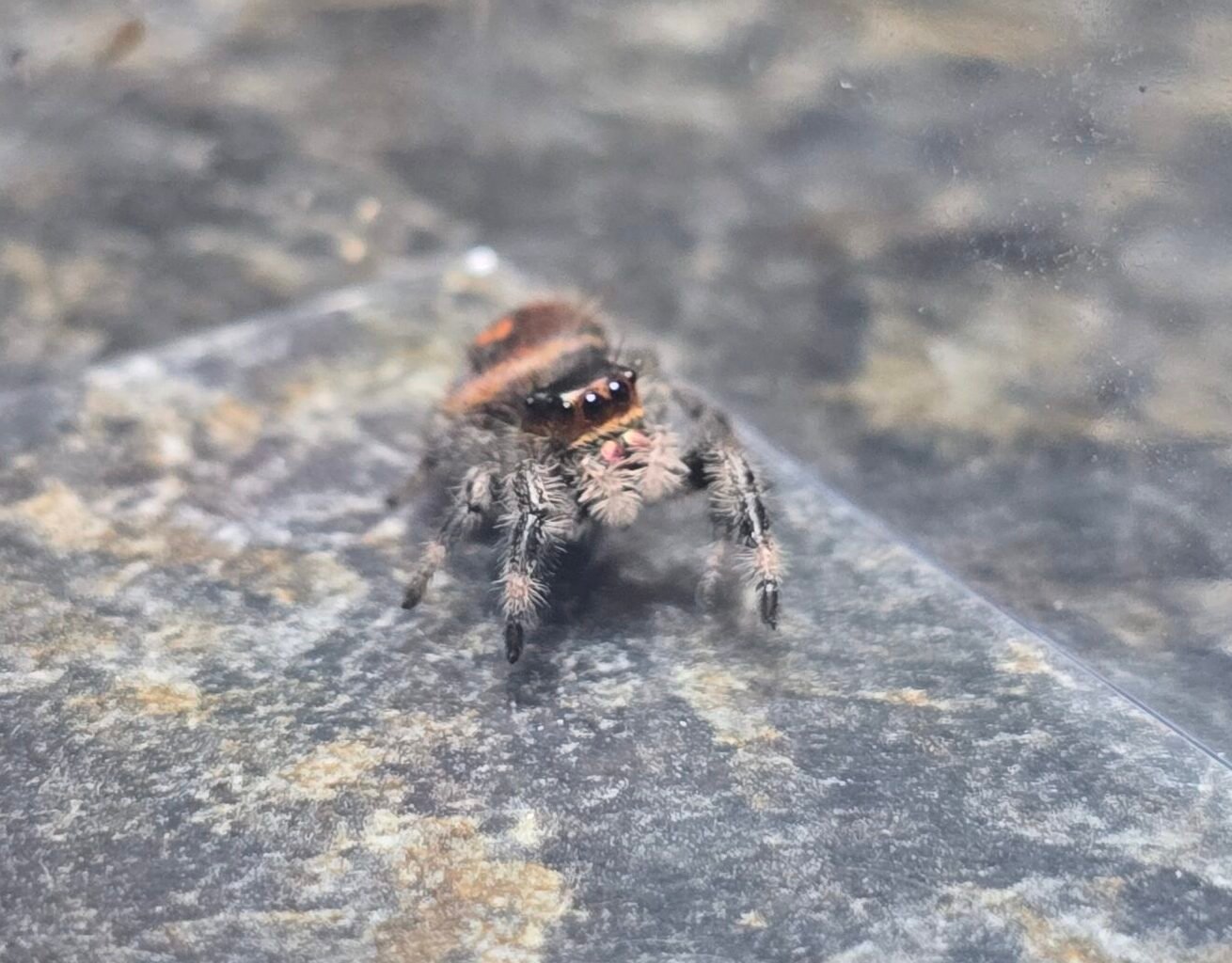 Cinnamon the jumping spider, additional photo 2