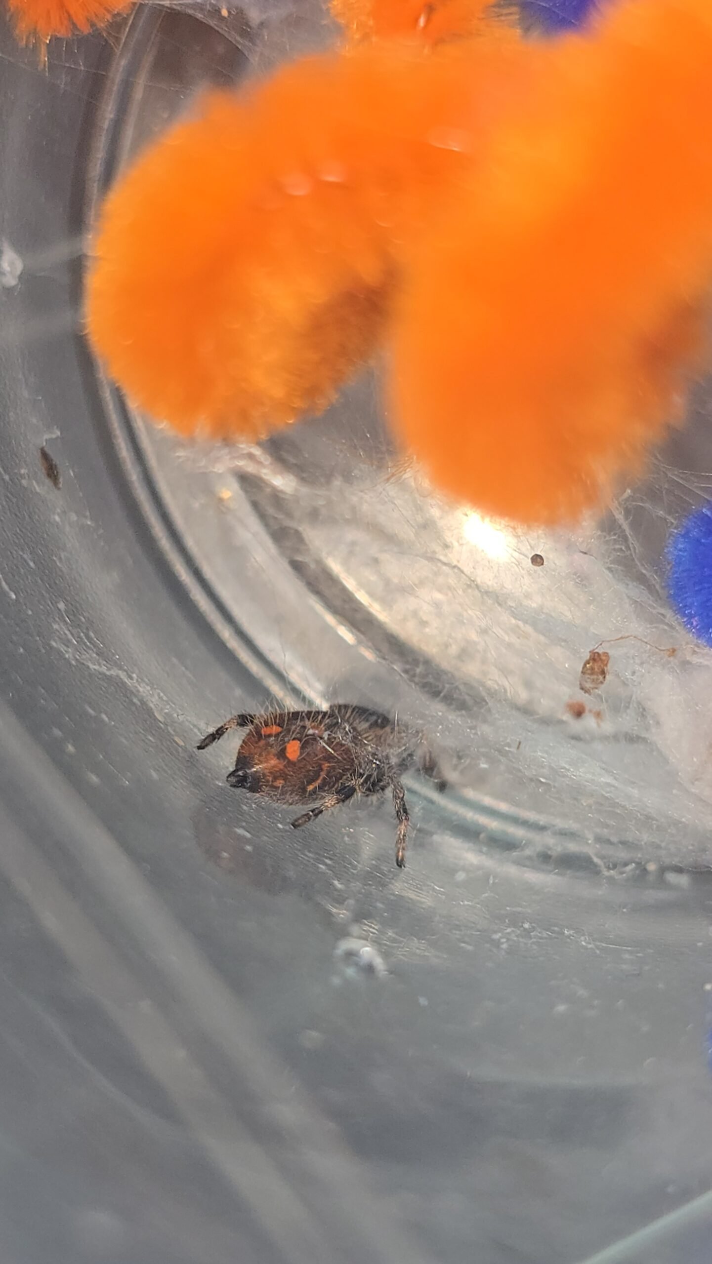 Cinnamon the jumping spider, additional photo 3