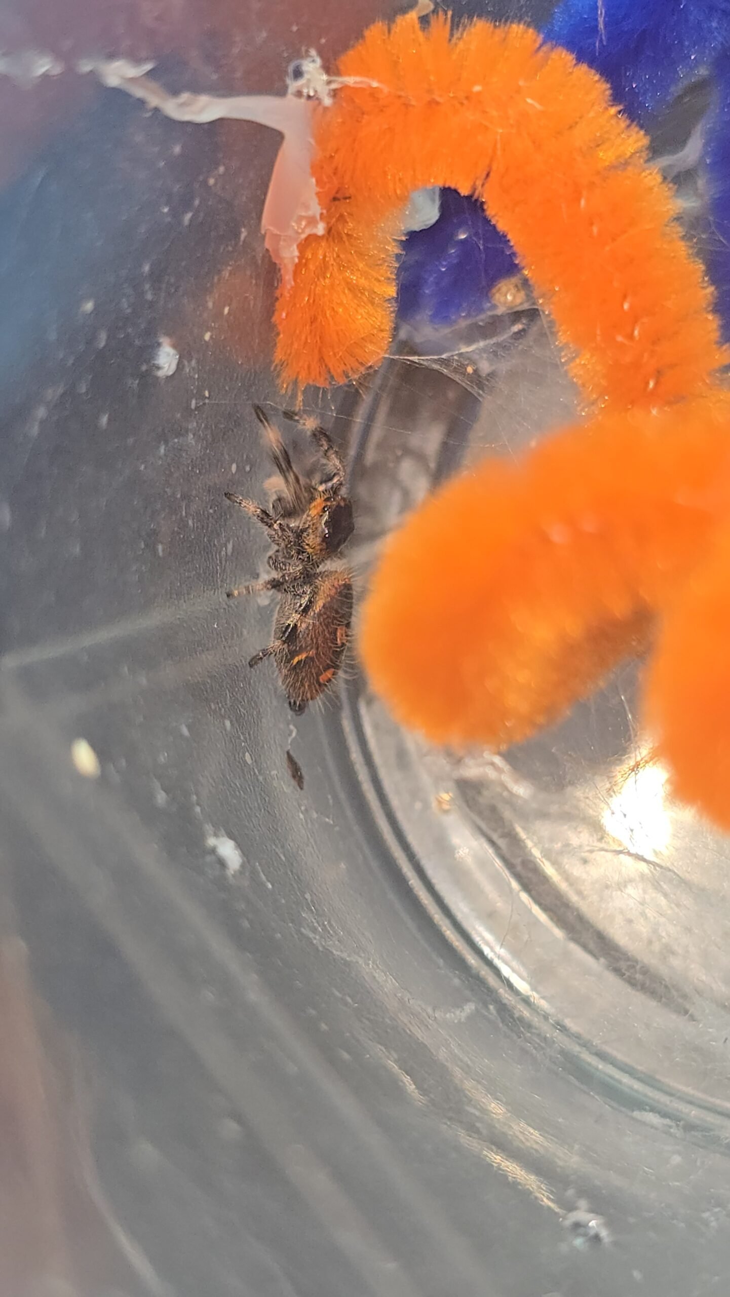 Cinnamon the jumping spider, additional photo 4