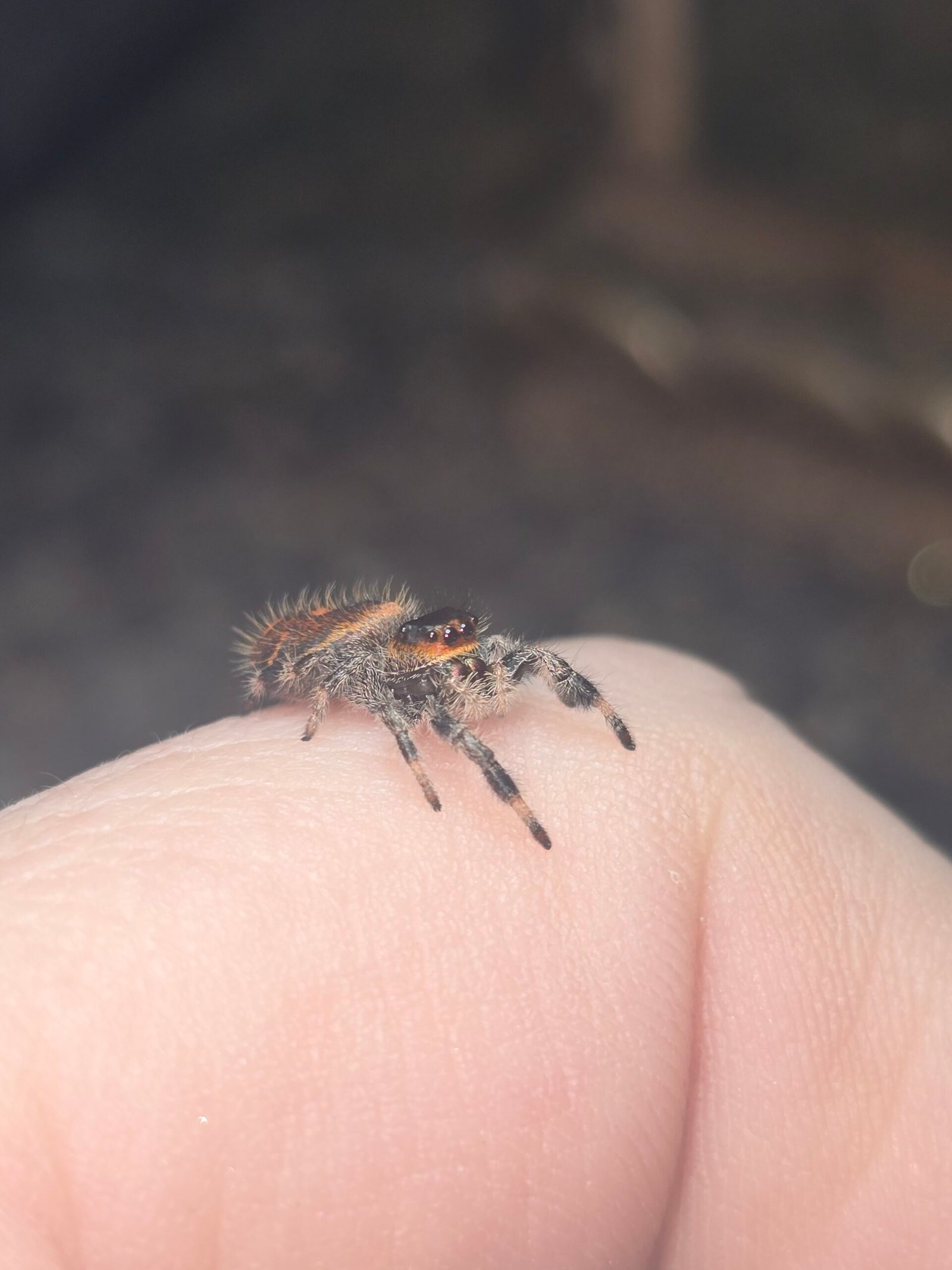 Cinnamon the jumping spider, additional photo 1