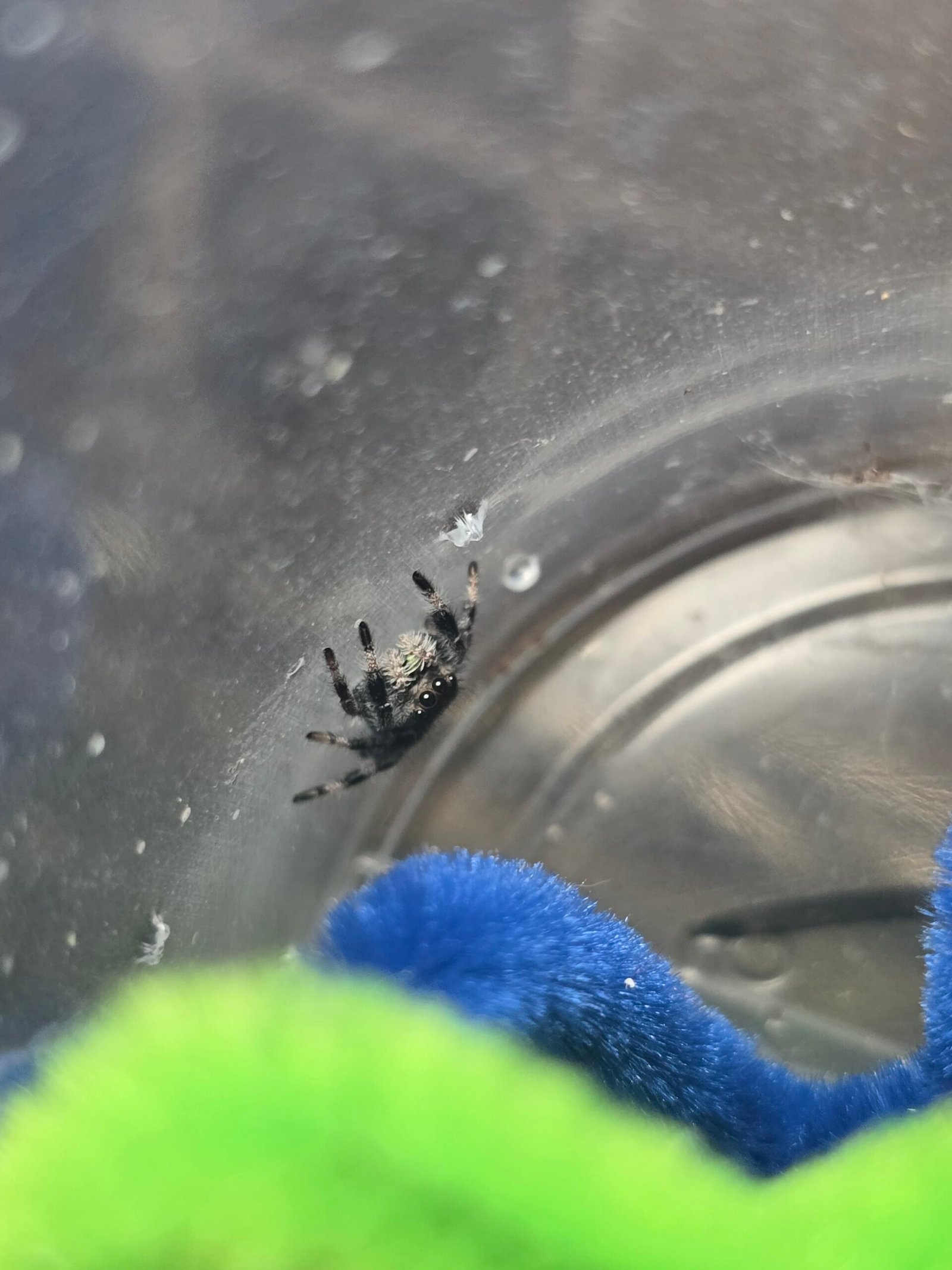 Noodle, male regal jumping spider, i6, available for adoption at Mary's Jumpers