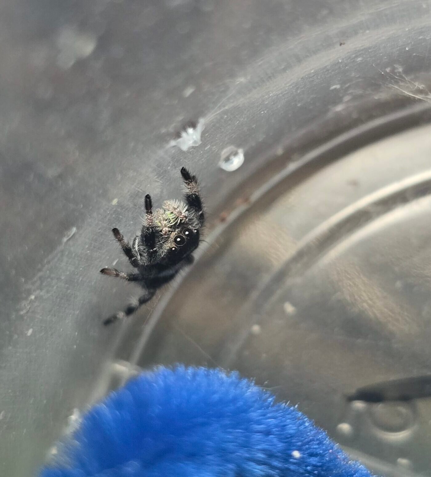 Noodle the jumping spider, additional photo 1