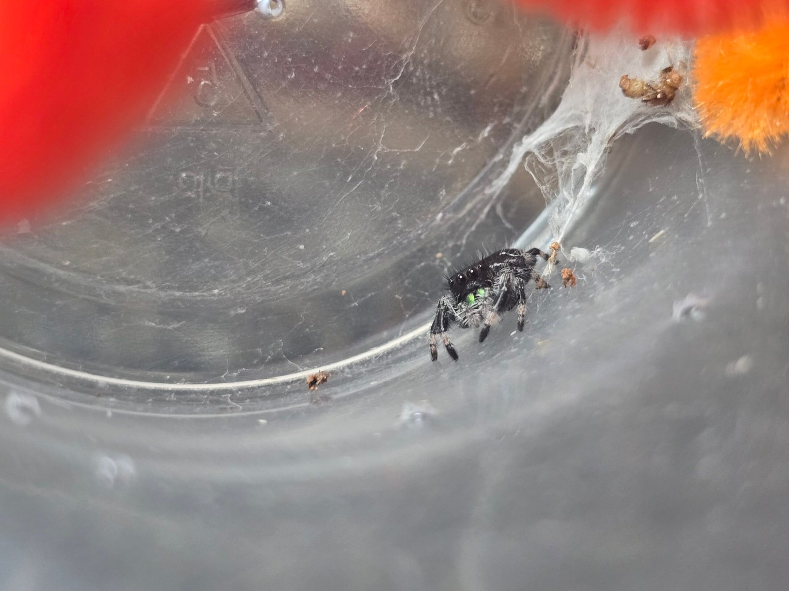 Chip the jumping spider, additional photo 3