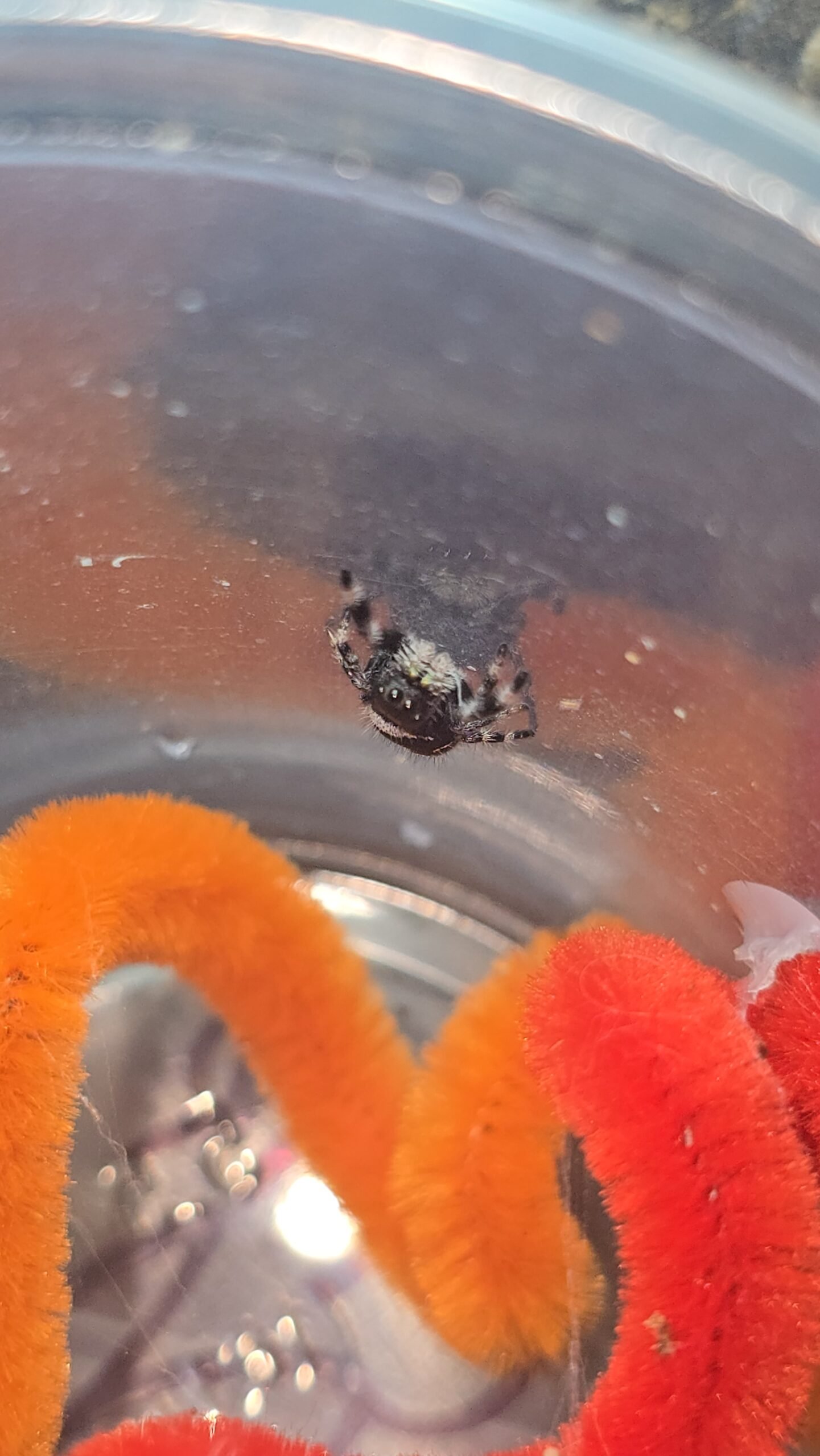 Chip the jumping spider, additional photo 2